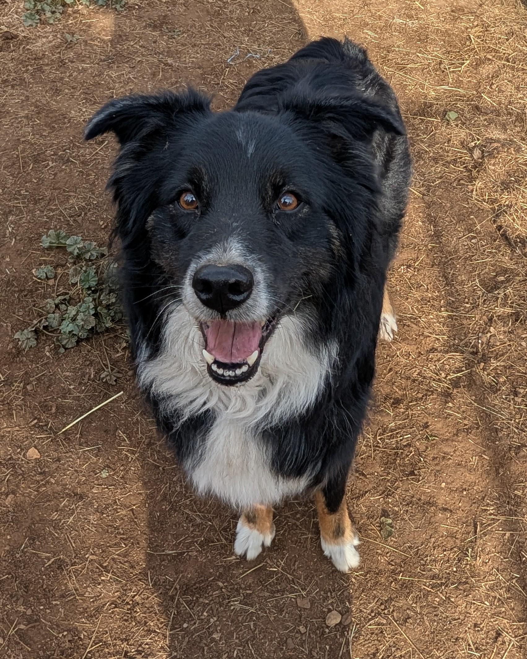 Enlarge Lucy, a Adoptable Australian Shepherd in COEUR D ALENE, ID image 4/6
