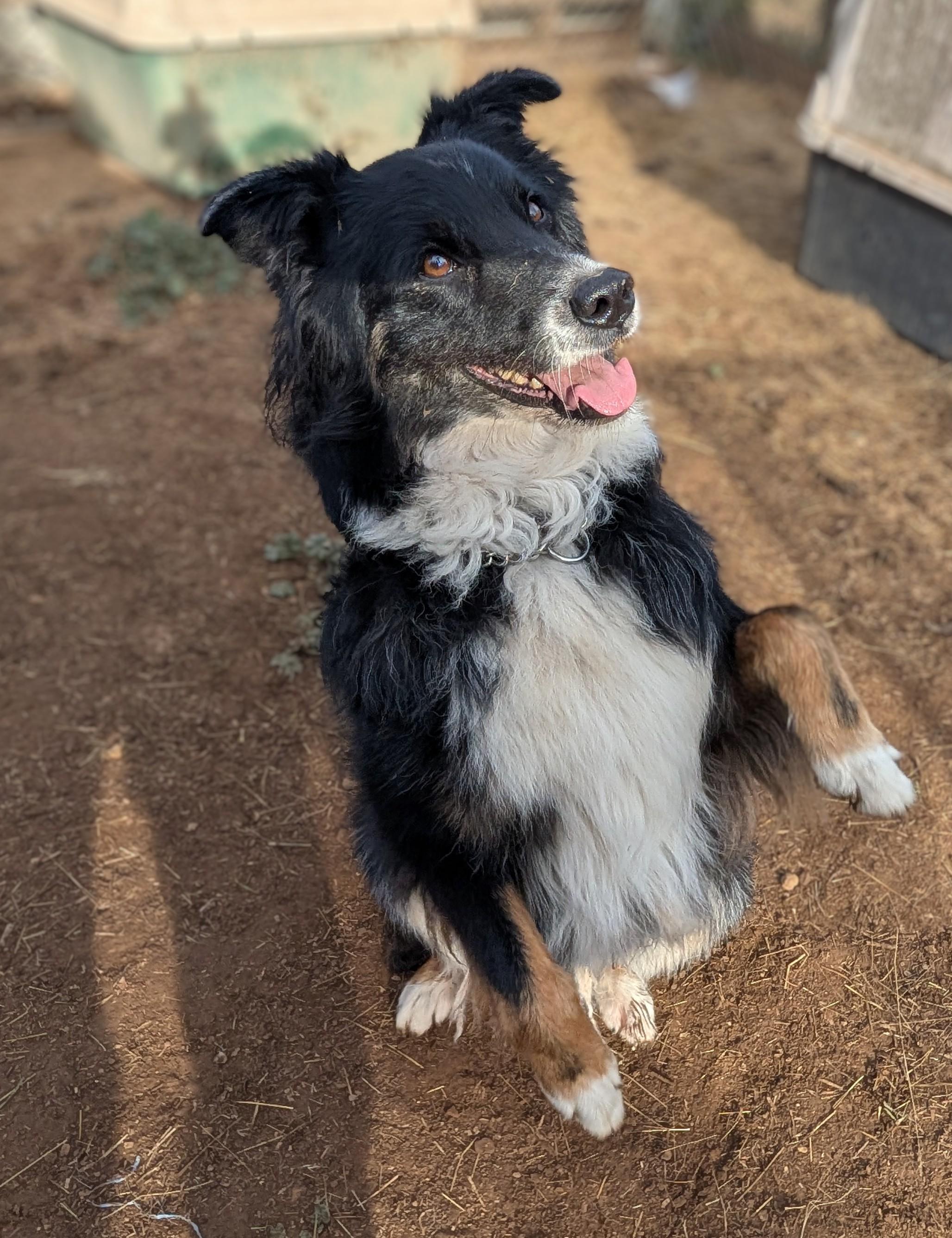 Enlarge Lucy, a Adoptable Australian Shepherd in COEUR D ALENE, ID image 5/6