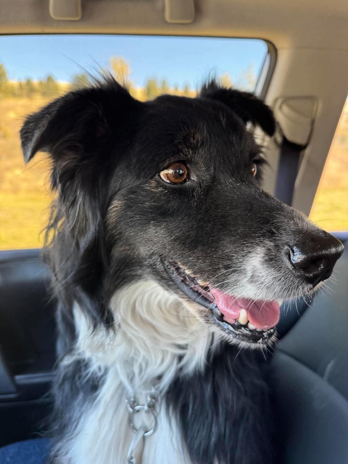 Enlarge Lucy, a Adoptable Australian Shepherd in COEUR D ALENE, ID image 1/6