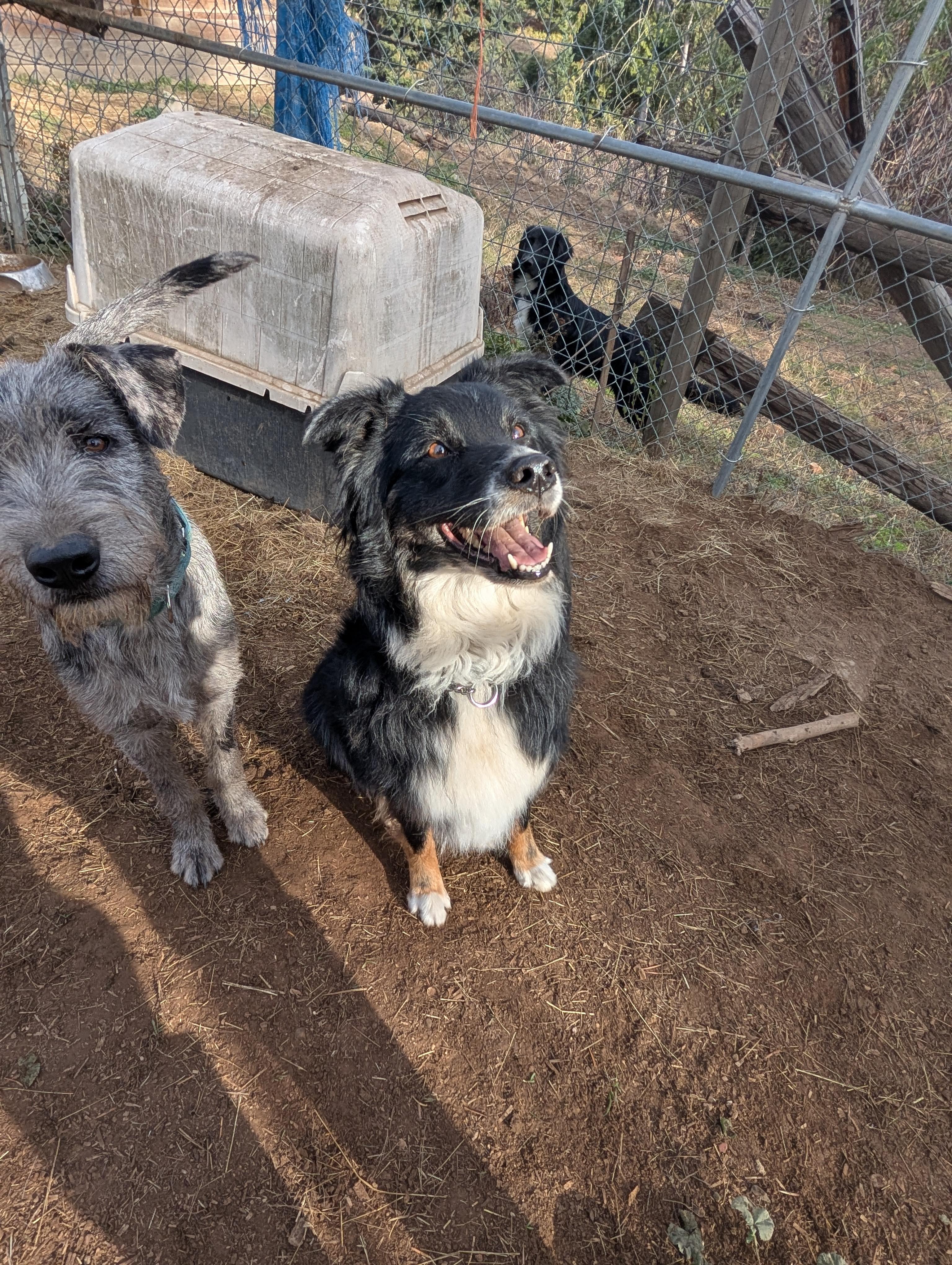 Enlarge Lucy, a Adoptable Australian Shepherd in COEUR D ALENE, ID image 3/6