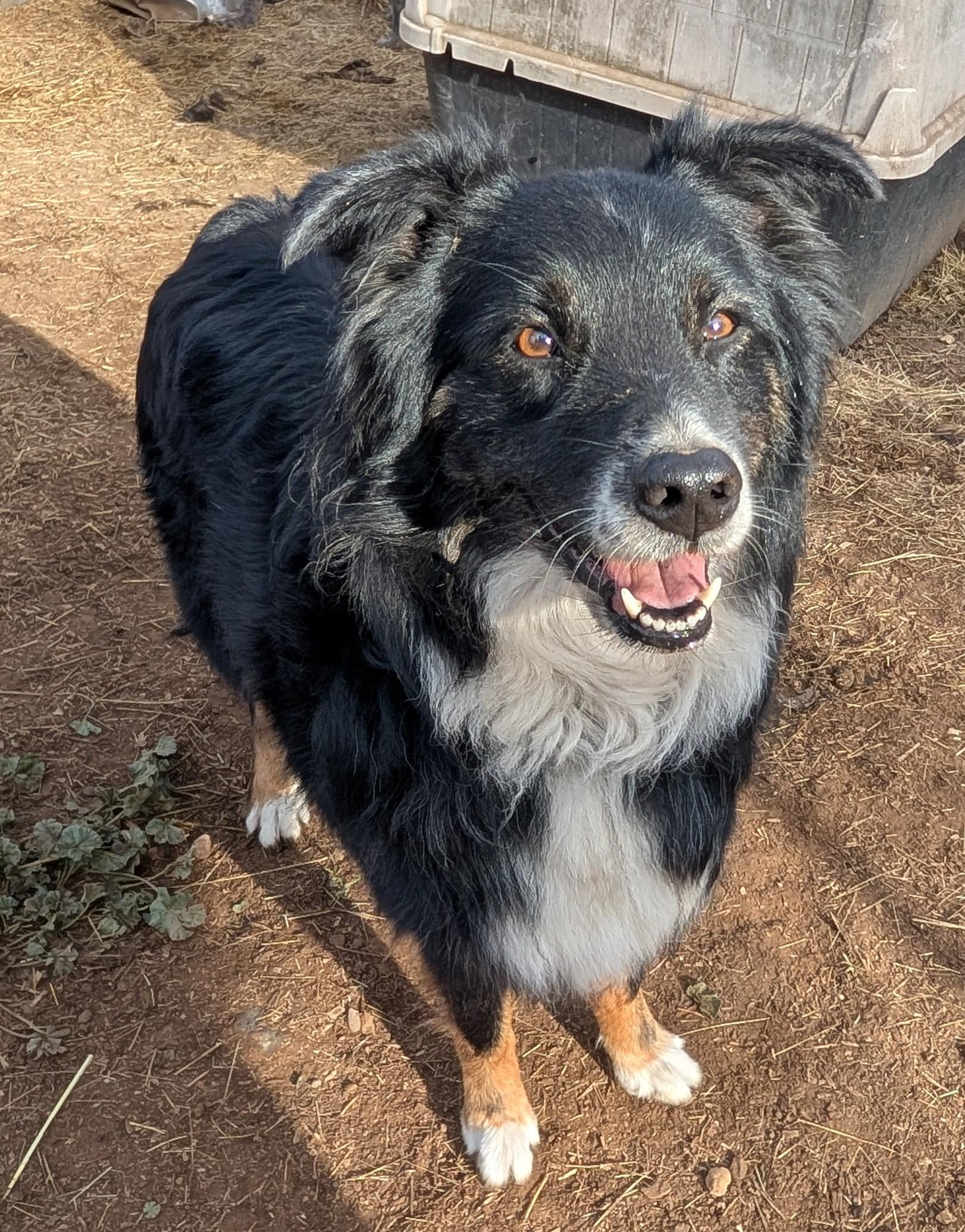 Enlarge Lucy, a Adoptable Australian Shepherd in COEUR D ALENE, ID image 6/6