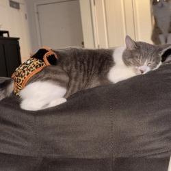 Enlarge Benita, a Adoptable Domestic Short Hair in San Antonio, TX image 1/5