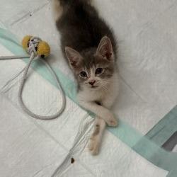 Enlarge Benita, a Adoptable Domestic Short Hair in San Antonio, TX image 1/6