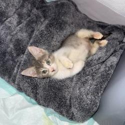 Enlarge Benita, a Adoptable Domestic Short Hair in San Antonio, TX image 2/6