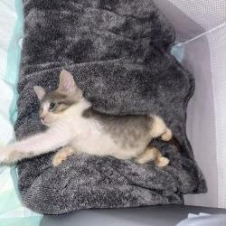 Enlarge Benita, a Adoptable Domestic Short Hair in San Antonio, TX image 3/6