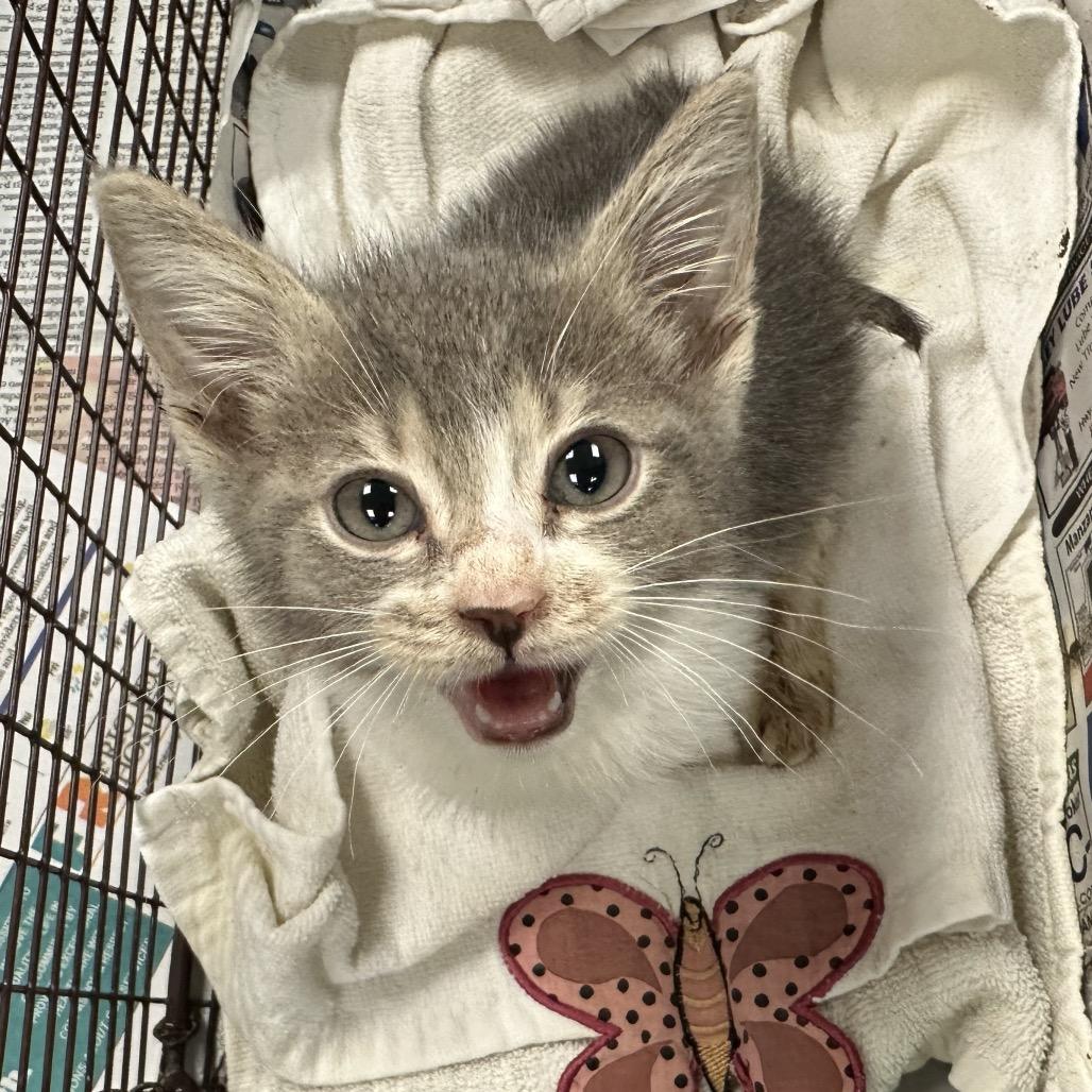 Enlarge Benita, a Adoptable Domestic Short Hair in San Antonio, TX image 4/6