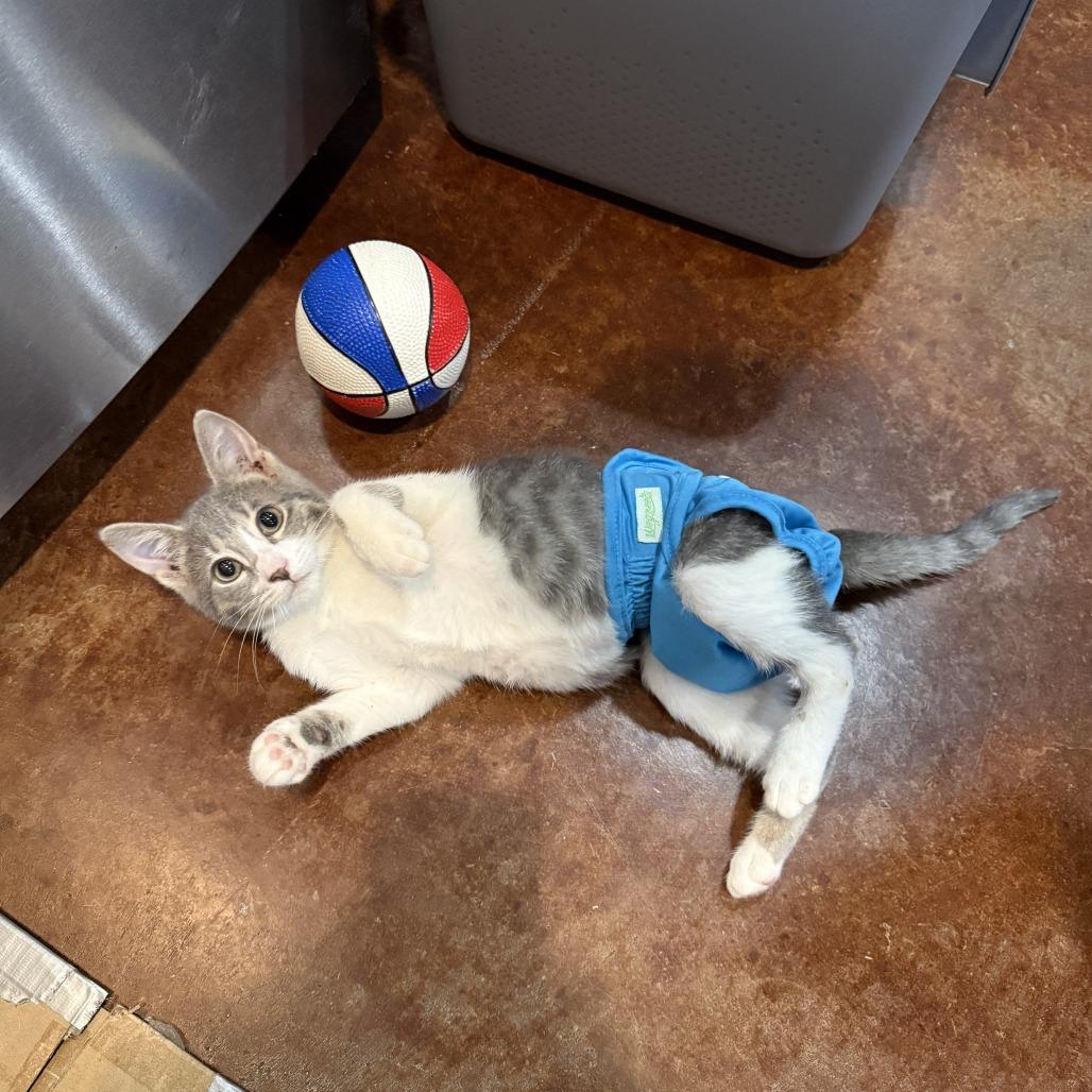 Enlarge Benita, a Adoptable Domestic Short Hair in San Antonio, TX image 2/5