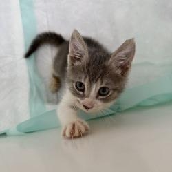 Enlarge Benita, a Adoptable Domestic Short Hair in San Antonio, TX image 5/6