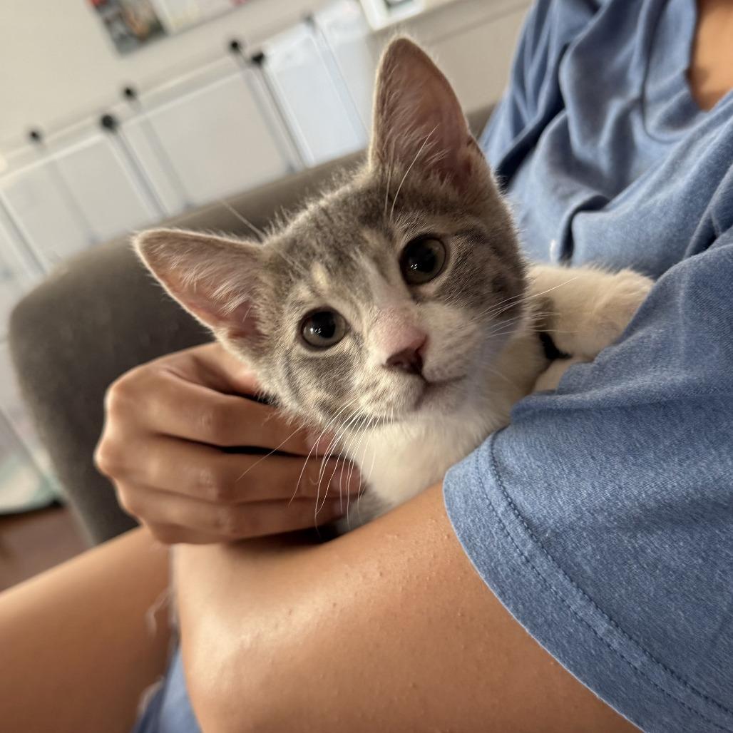 Enlarge Benita, a Adoptable Domestic Short Hair in San Antonio, TX image 3/5