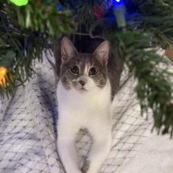 Enlarge Benita, a Adoptable Domestic Short Hair in San Antonio, TX image 4/5