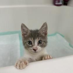 Enlarge Benita, a Adoptable Domestic Short Hair in San Antonio, TX image 6/6