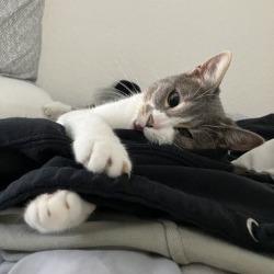 Enlarge Benita, a Adoptable Domestic Short Hair in San Antonio, TX image 5/5