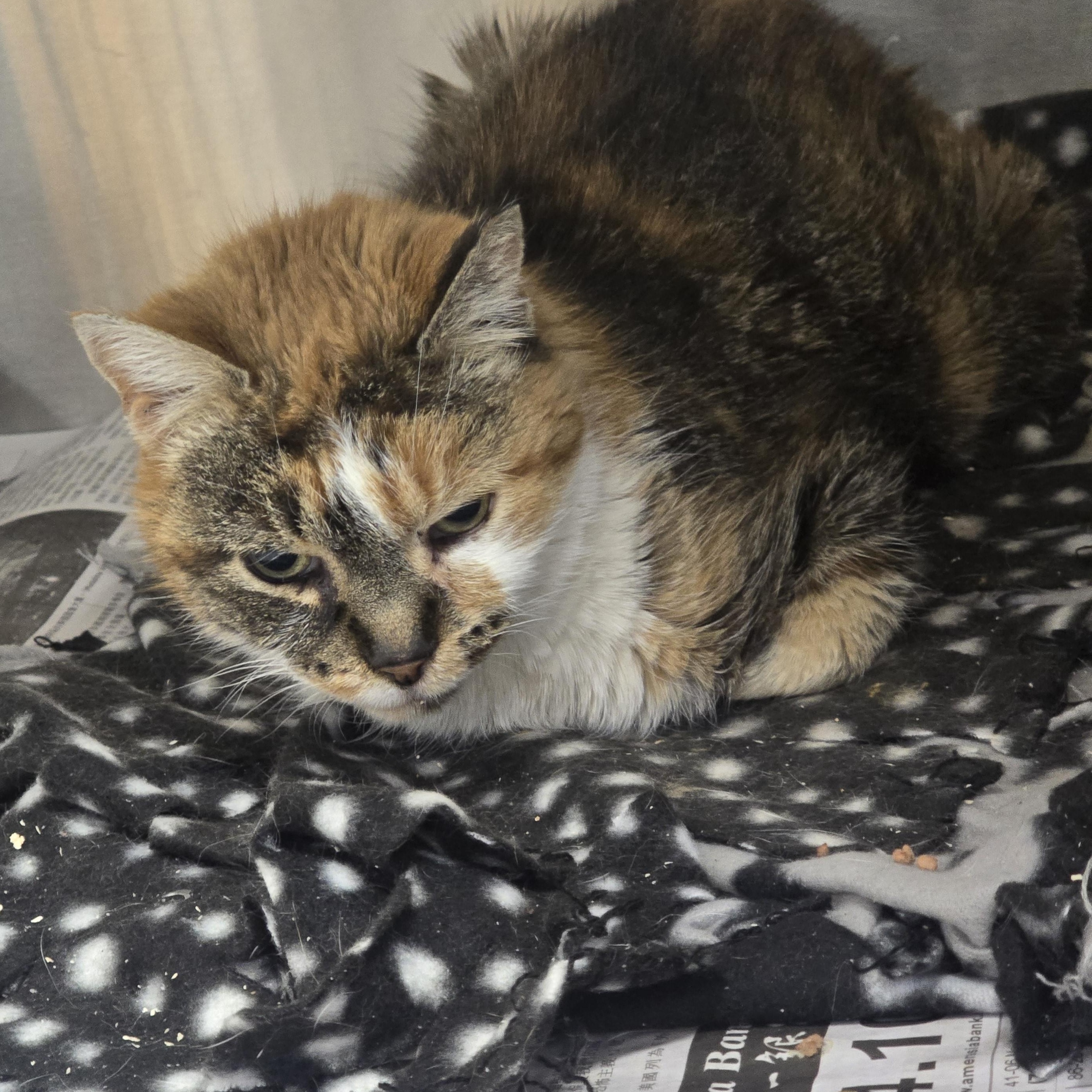 Enlarge Jewel, a ADOPTABLE Domestic Short Hair in Edison, NJ image 1/1