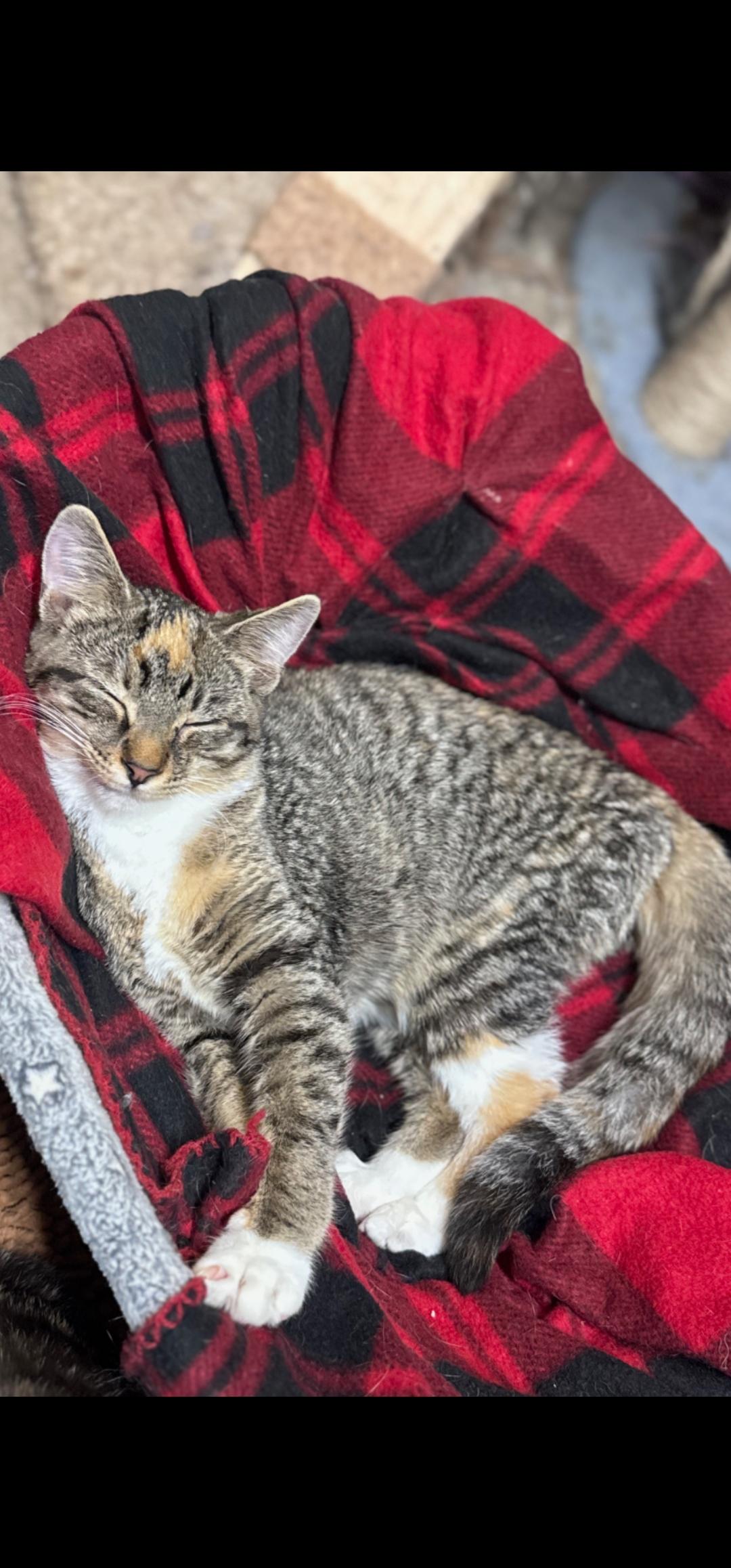 Enlarge Dots, a Adoptable Domestic Short Hair in Chuckey, TN image 1/1