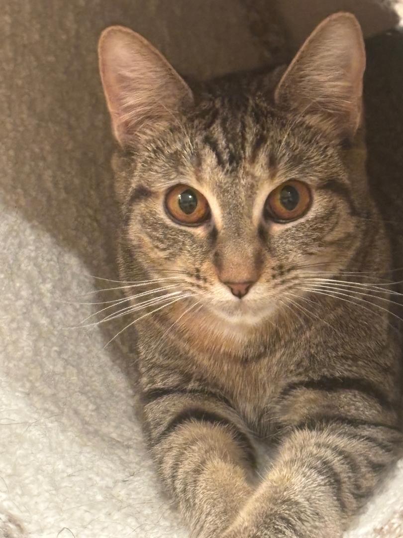 Daisy, an adopted Domestic Short Hair in Pasco, WA image 3/4