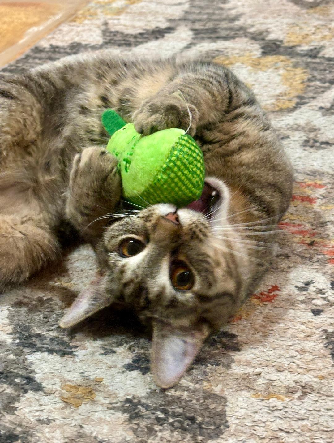 Daisy, an adopted Domestic Short Hair in Pasco, WA image 1/4