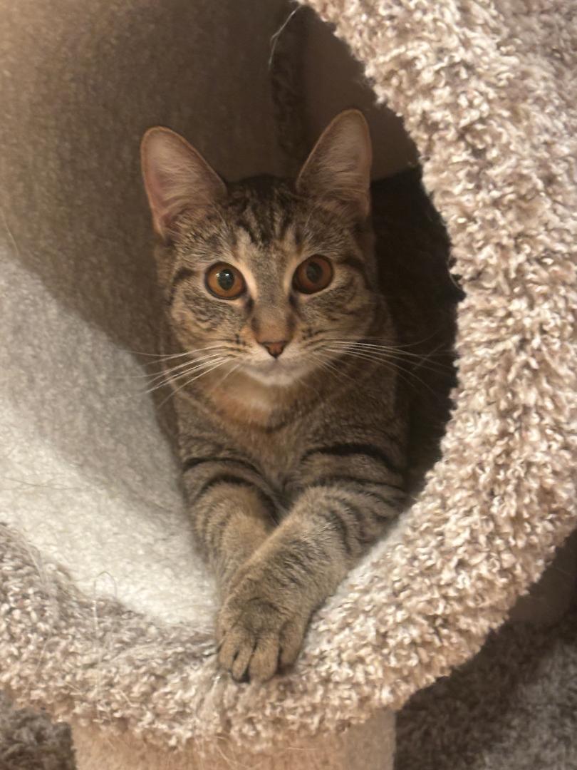Daisy, an adopted Domestic Short Hair in Pasco, WA image 4/4