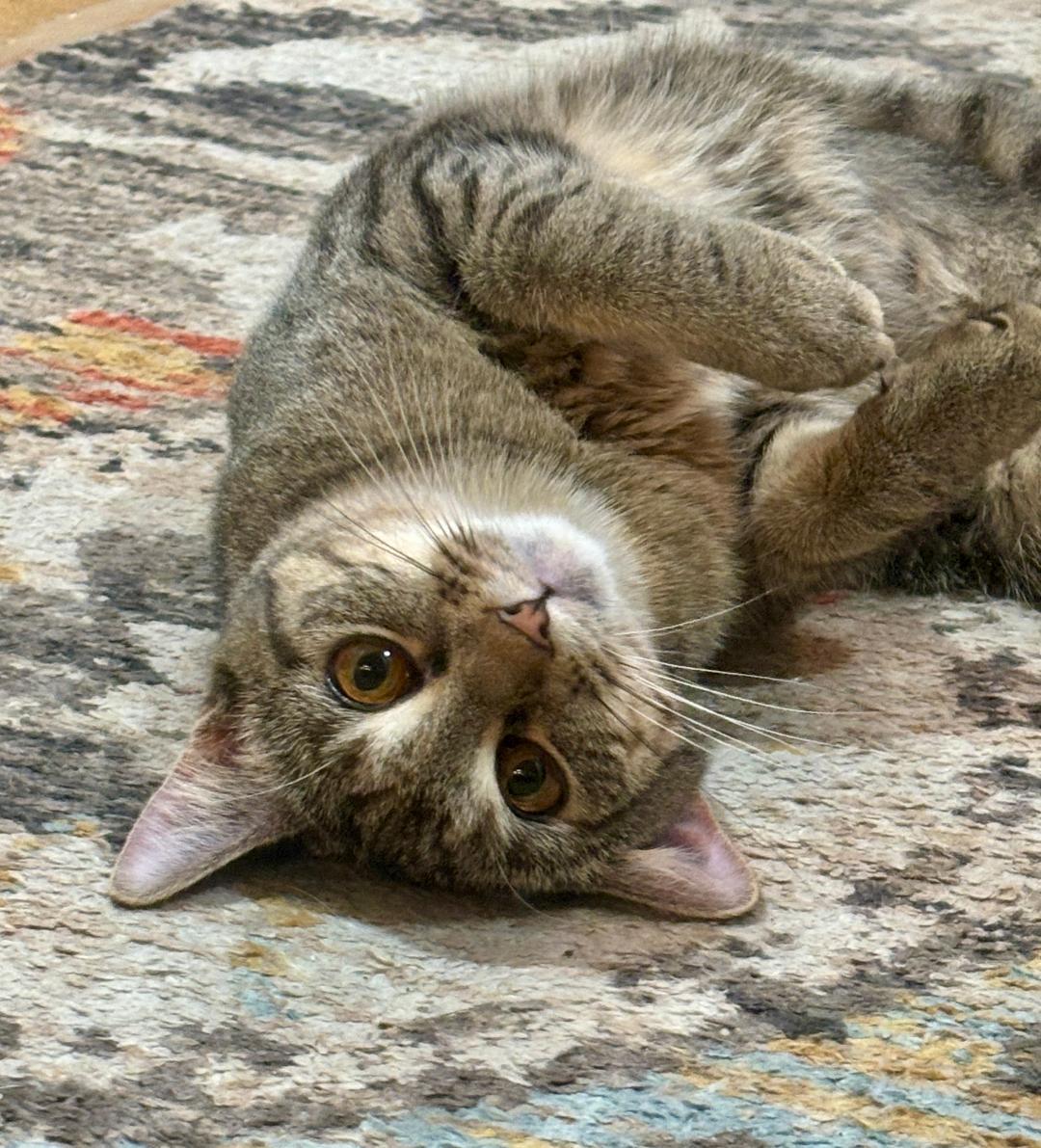 Daisy, an adopted Domestic Short Hair in Pasco, WA image 2/4