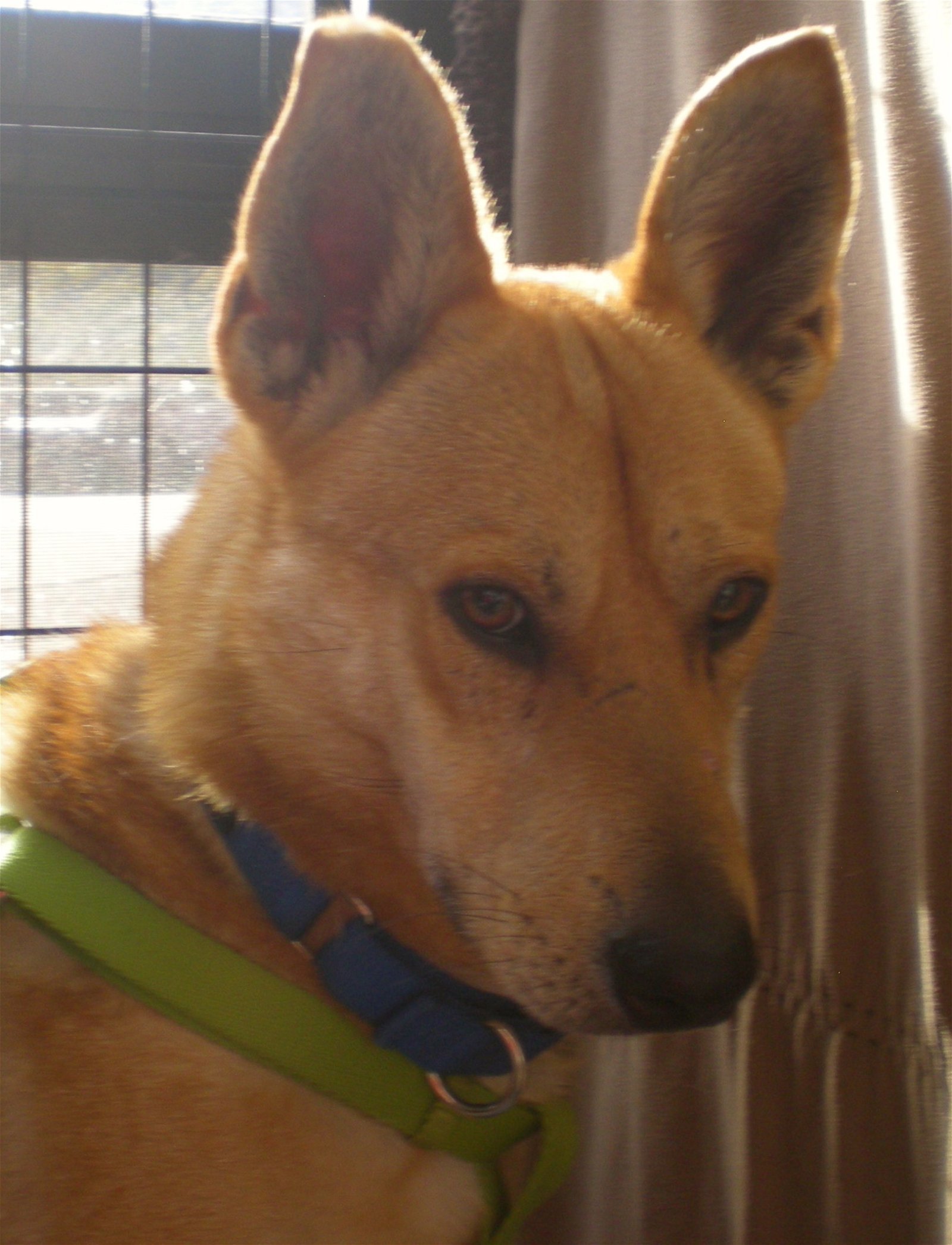 Enlarge BUGSY, a Adoptable Carolina Dog in Oro Valley, AZ image 1/10