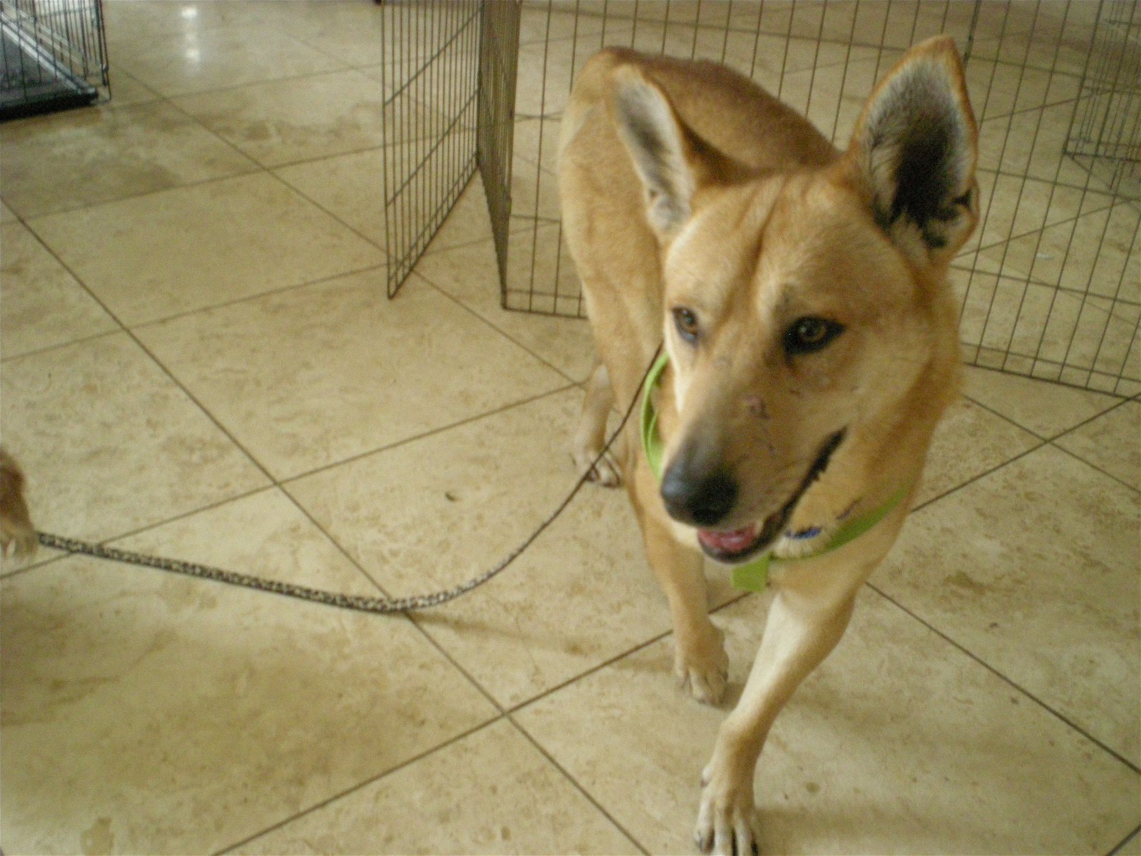 Enlarge BUGSY, a Adoptable Carolina Dog in Oro Valley, AZ image 2/10