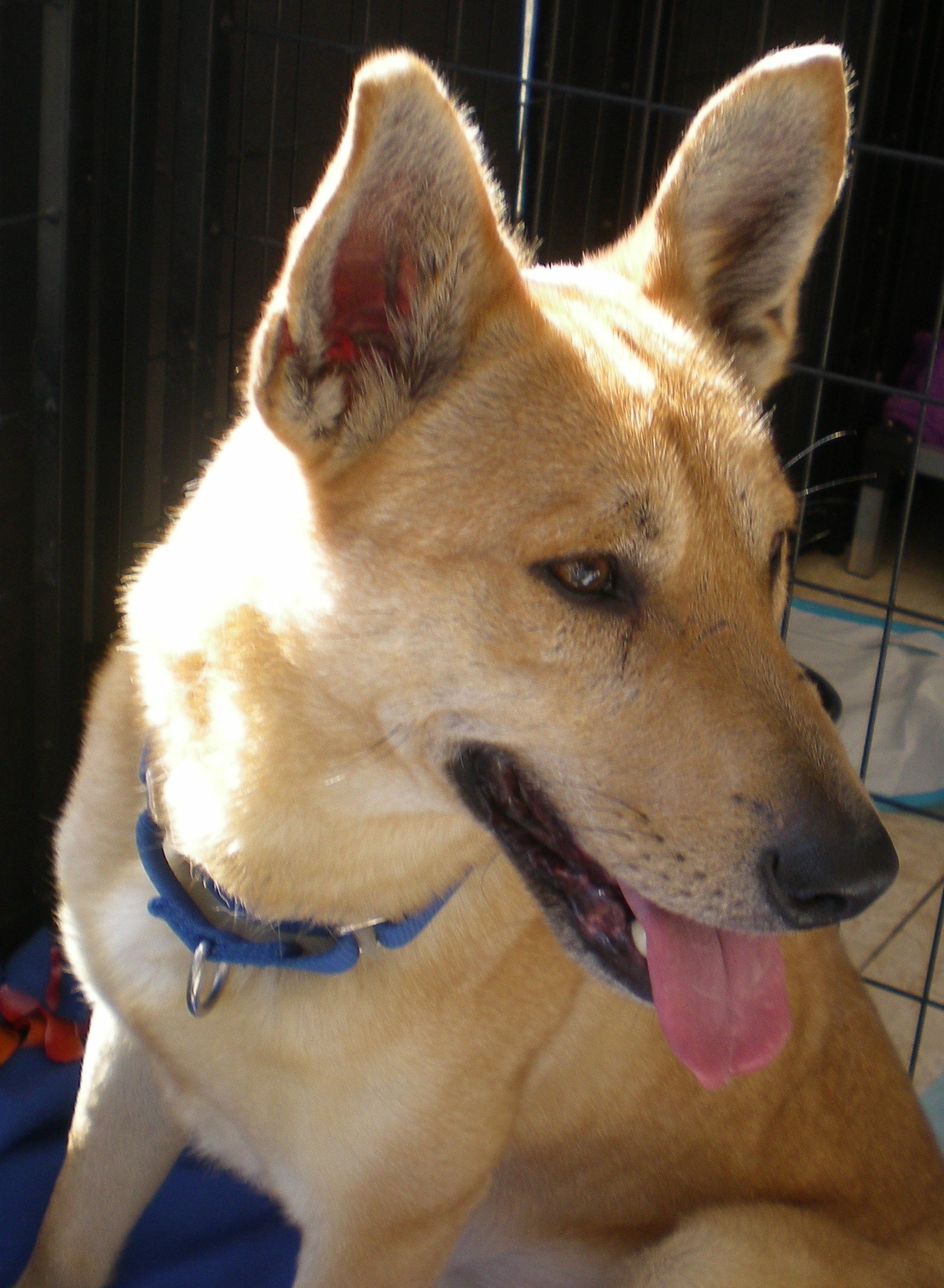 Enlarge BUGSY, a Adoptable Carolina Dog in Oro Valley, AZ image 4/10