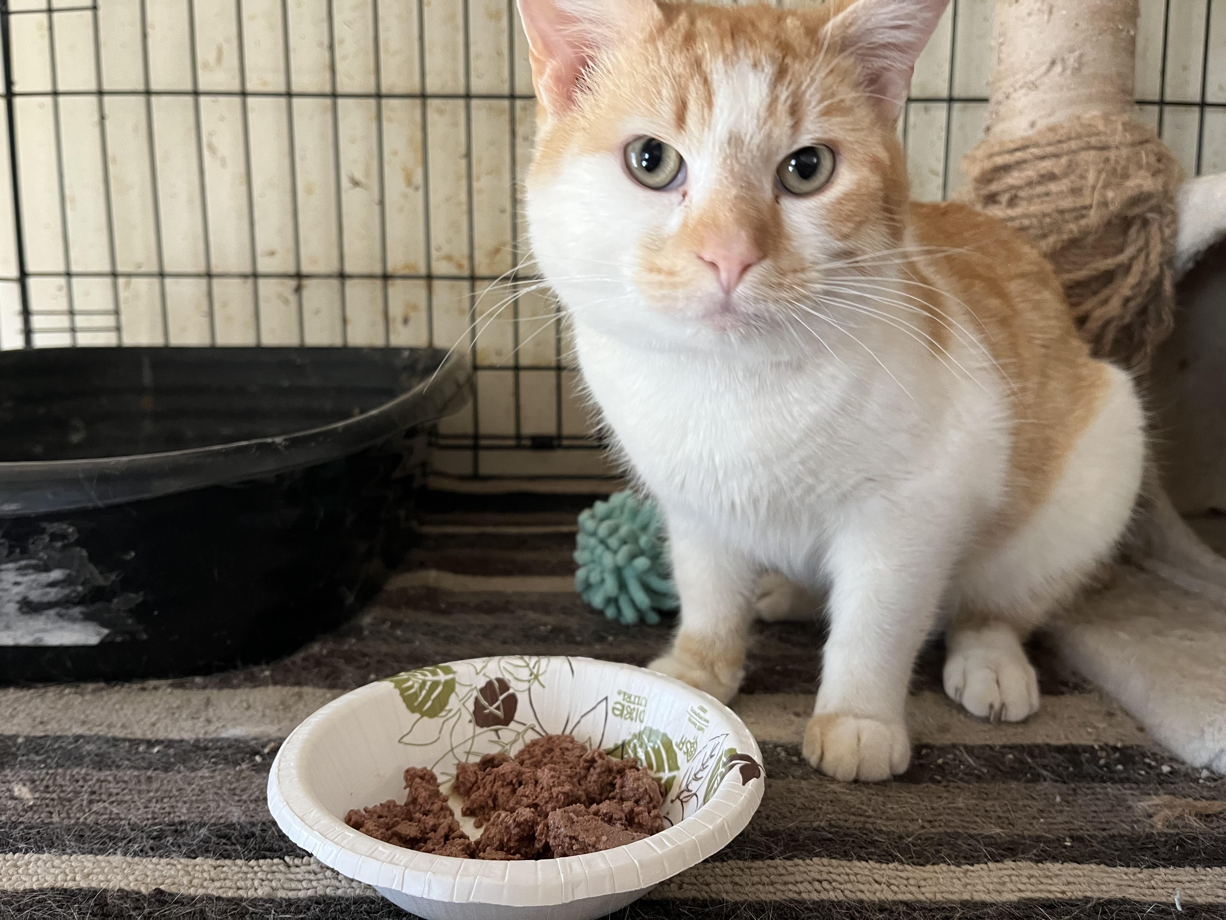 Bruce, a Adopted Domestic Short Hair in Mount Airy, MD image 1/2