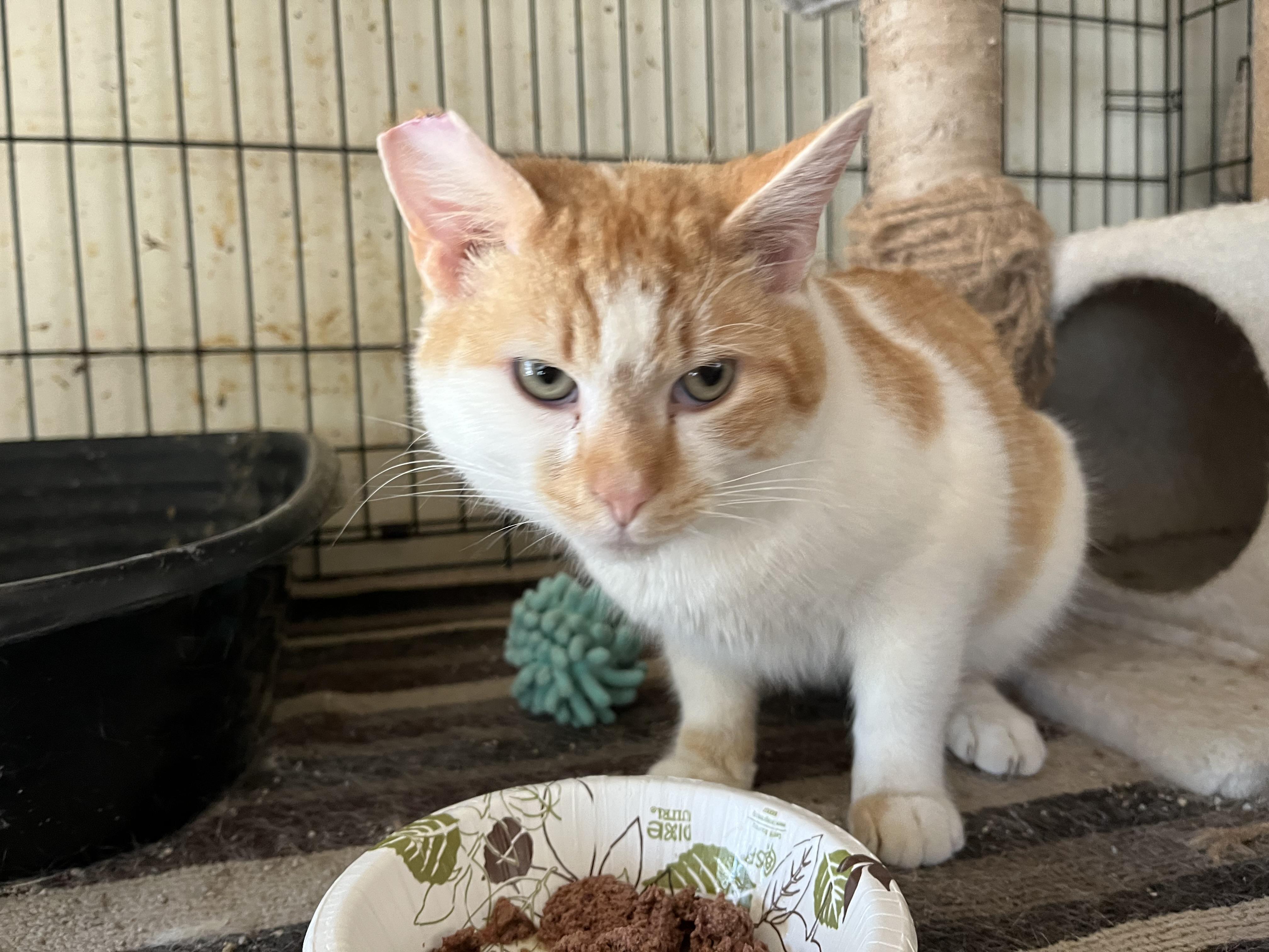 Bruce, a Adopted Domestic Short Hair in Mount Airy, MD image 2/2