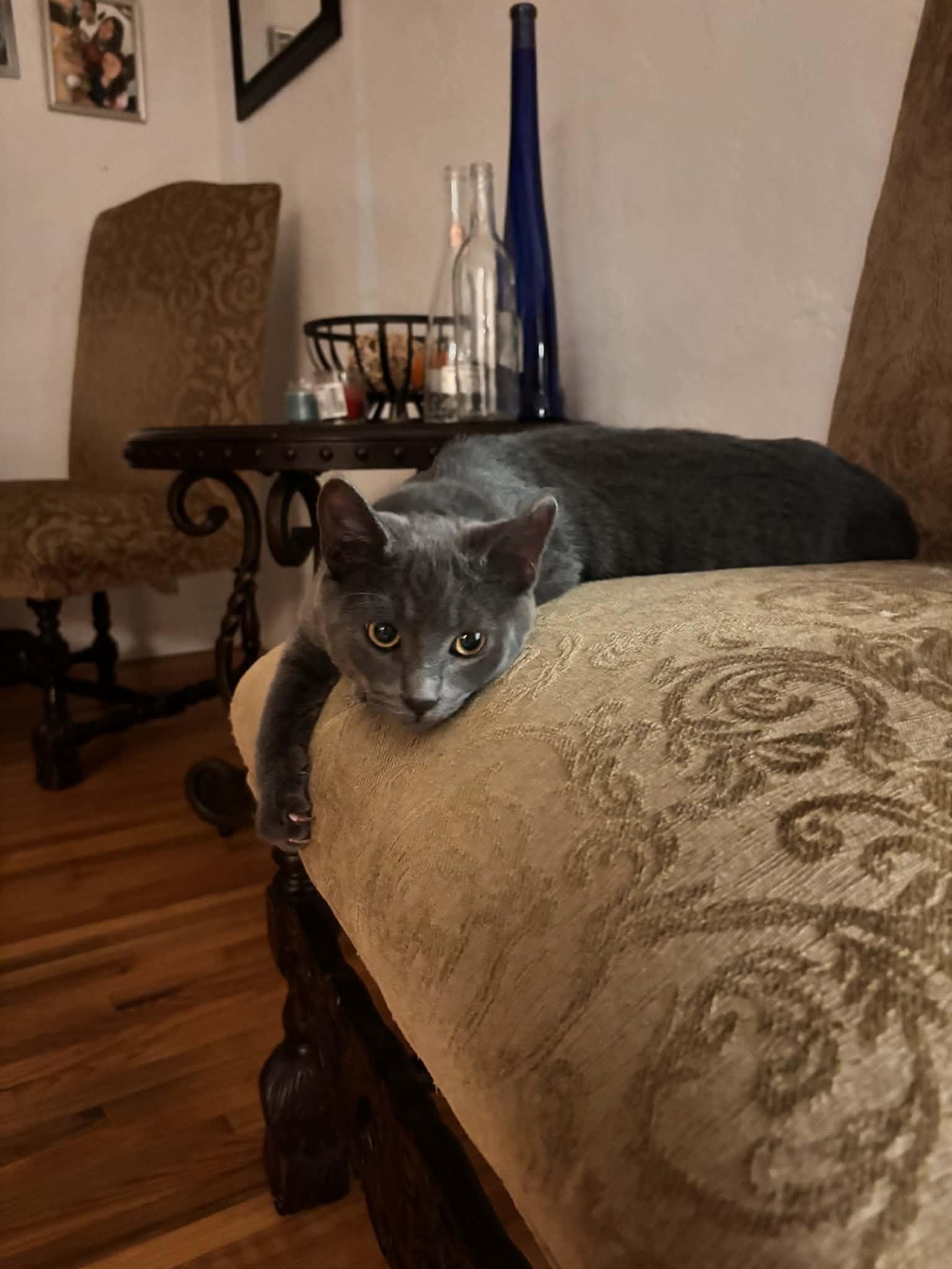 Princess Leia ( EE), Adoptable, Young Female Russian Blue.