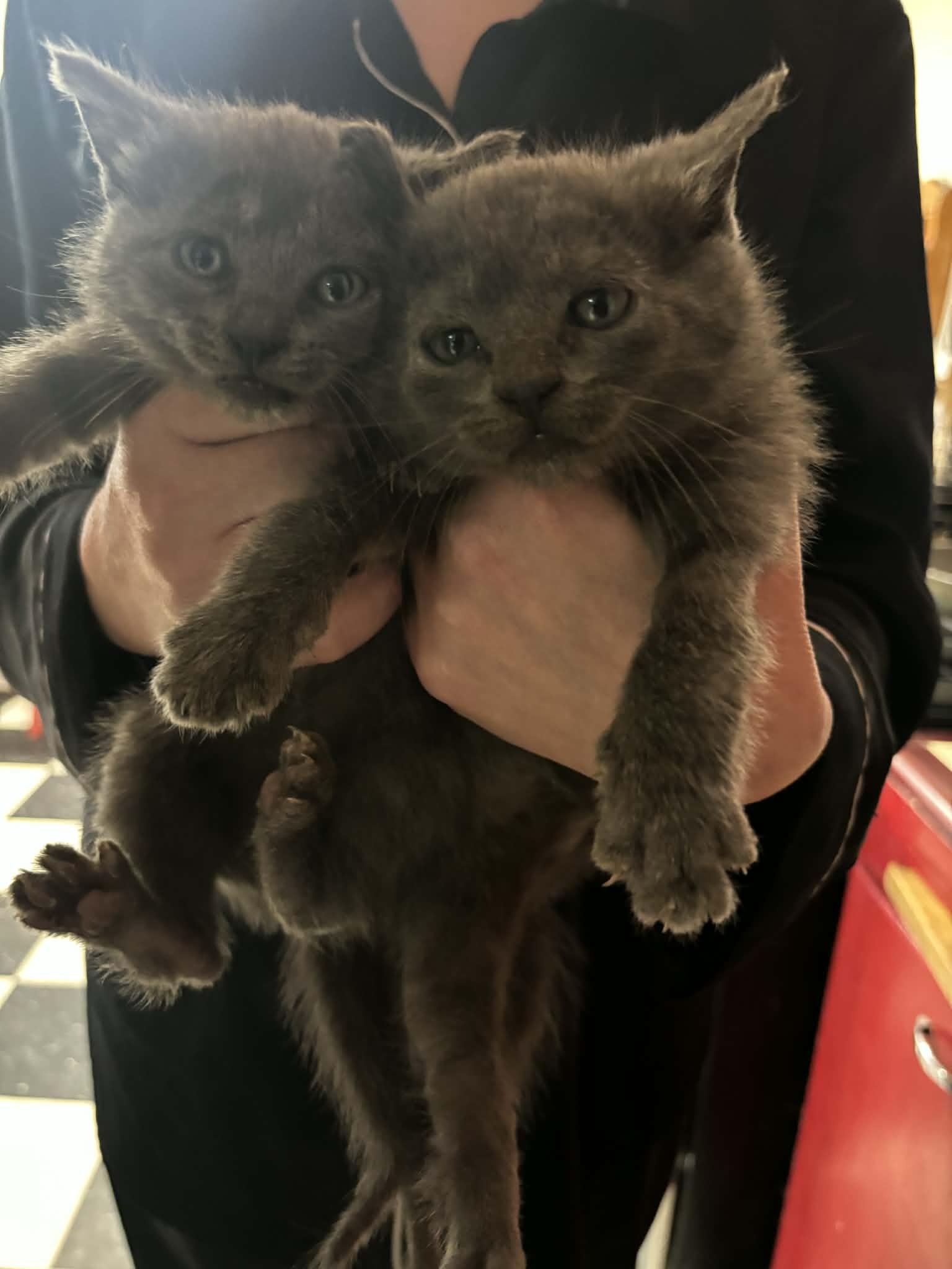 Princess Leia ( EE), a Adoptable Russian Blue in Vacaville, CA image 2/3