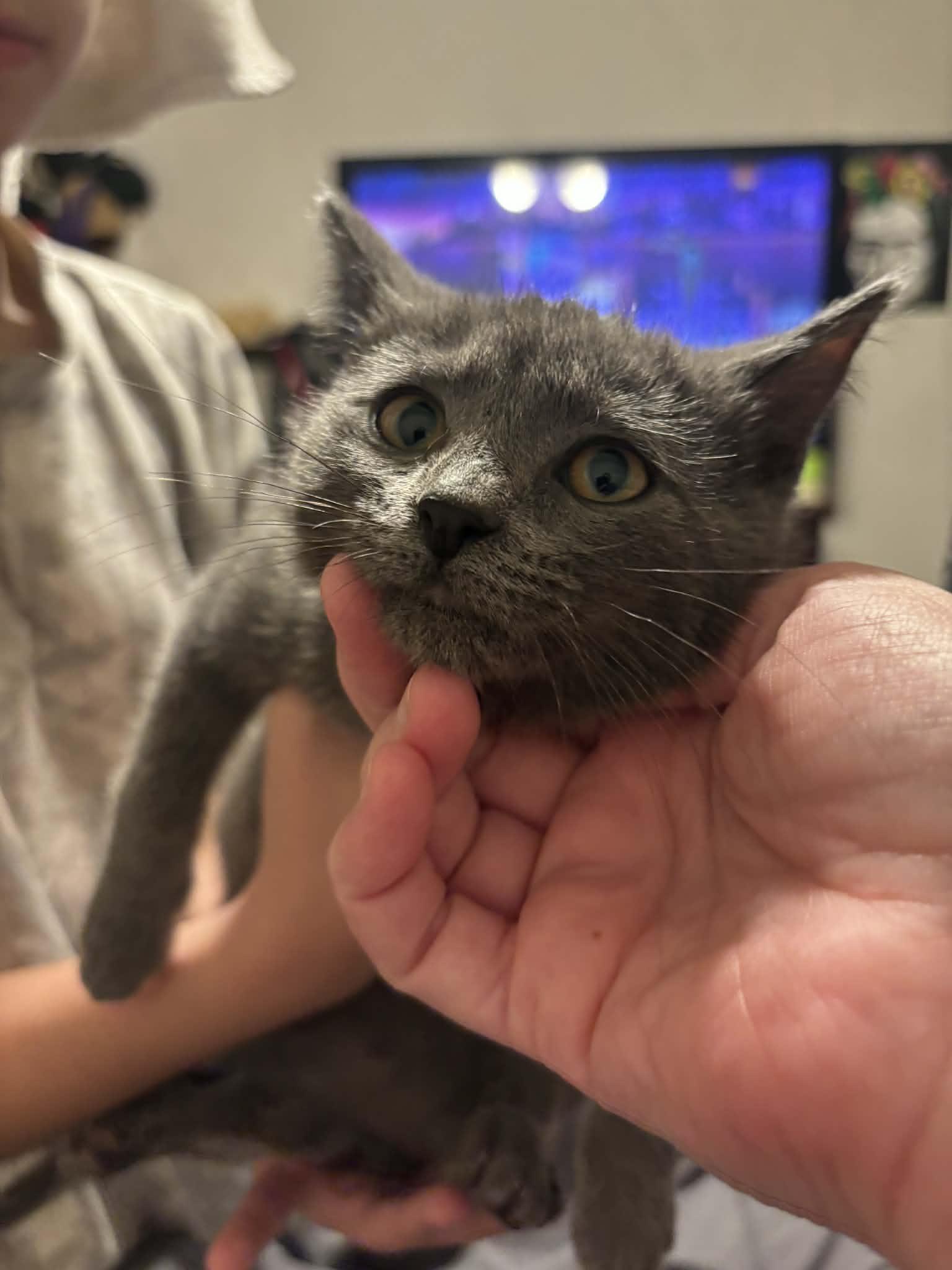 Princess Leia ( EE), a Adoptable Russian Blue in Vacaville, CA image 3/3