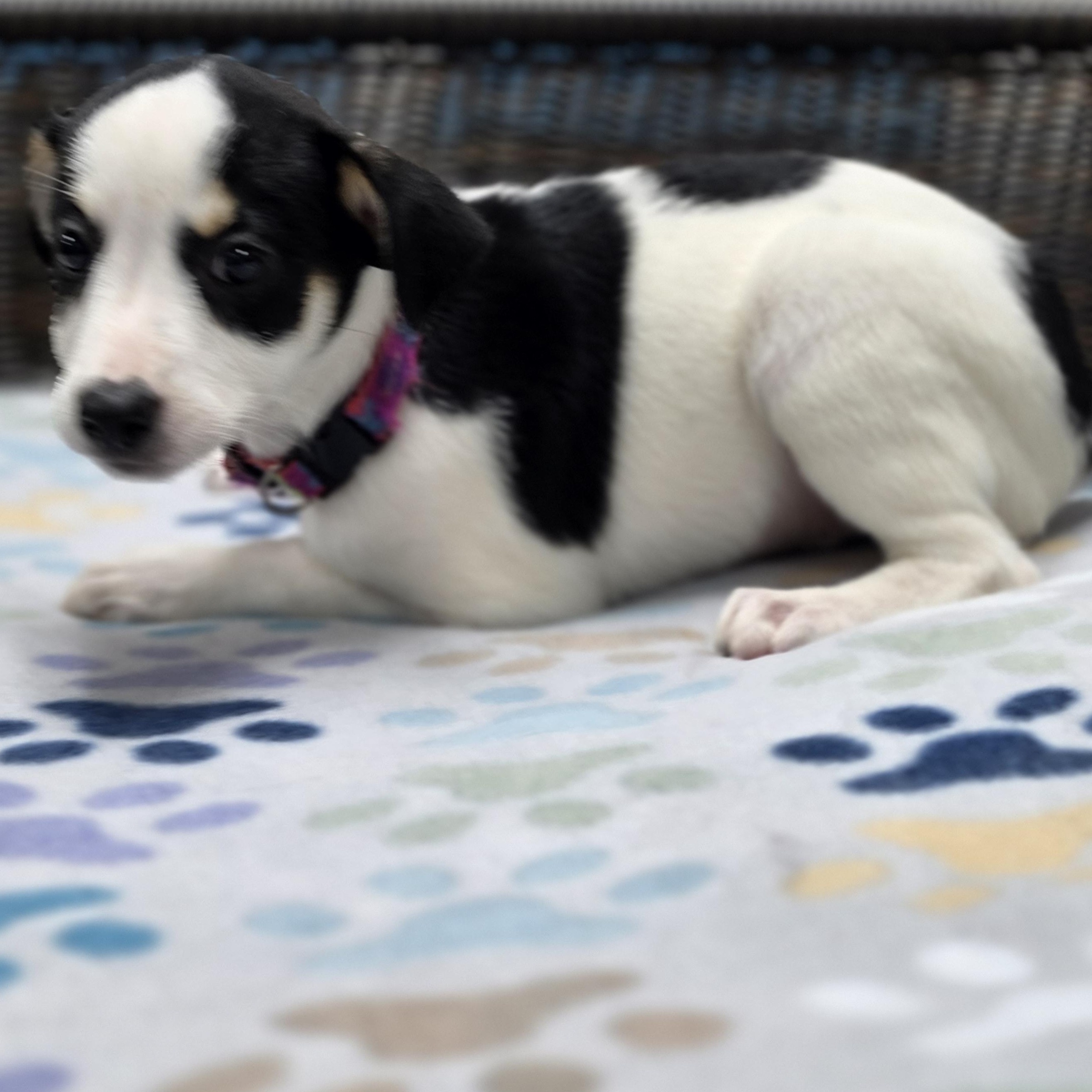 Enlarge Rory, a Adoptable mixed breed in Neillsville, WI image 4/4