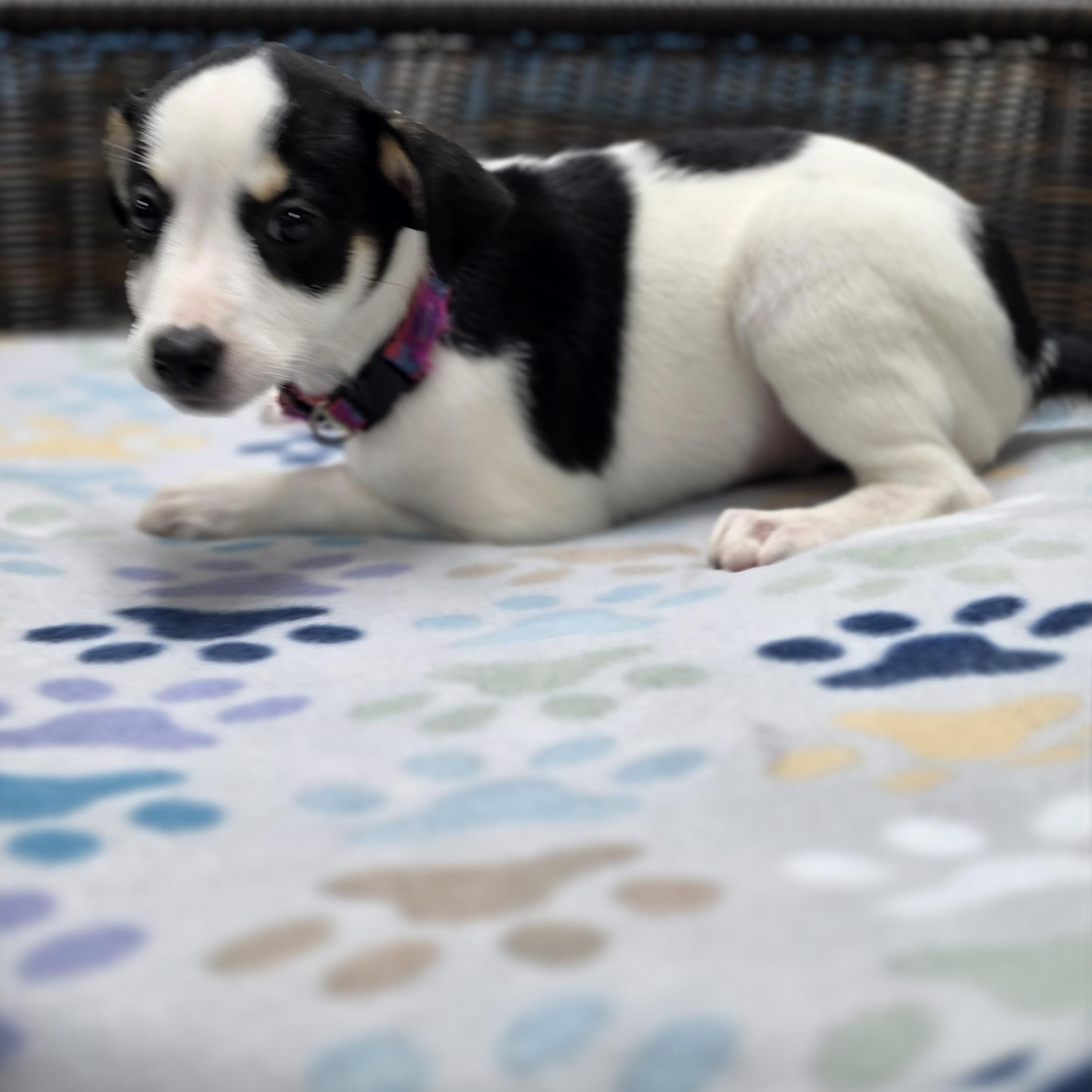 Enlarge Rory, a Adoptable mixed breed in Neillsville, WI image 4/4