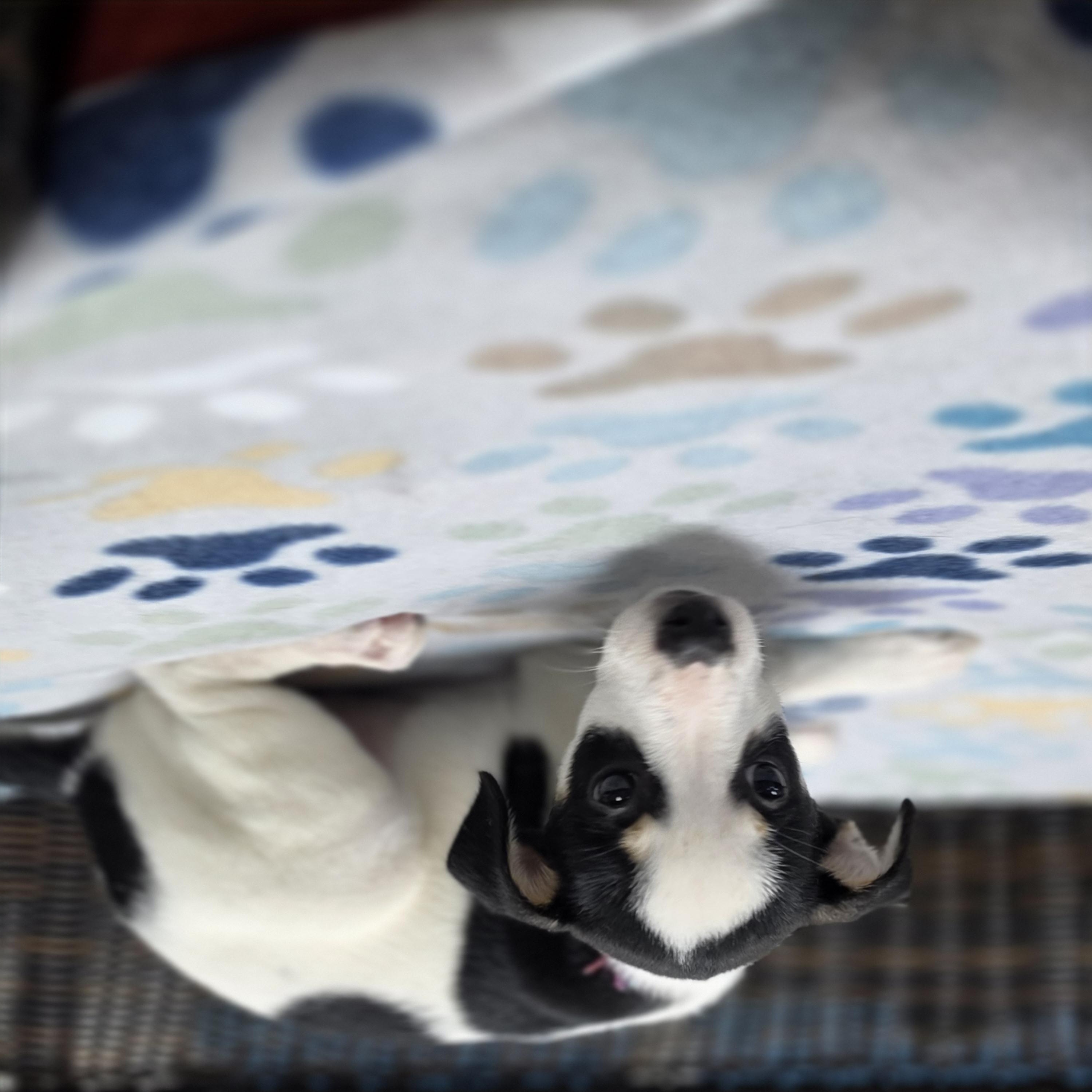 Enlarge Rory, a Adoptable mixed breed in Neillsville, WI image 2/4