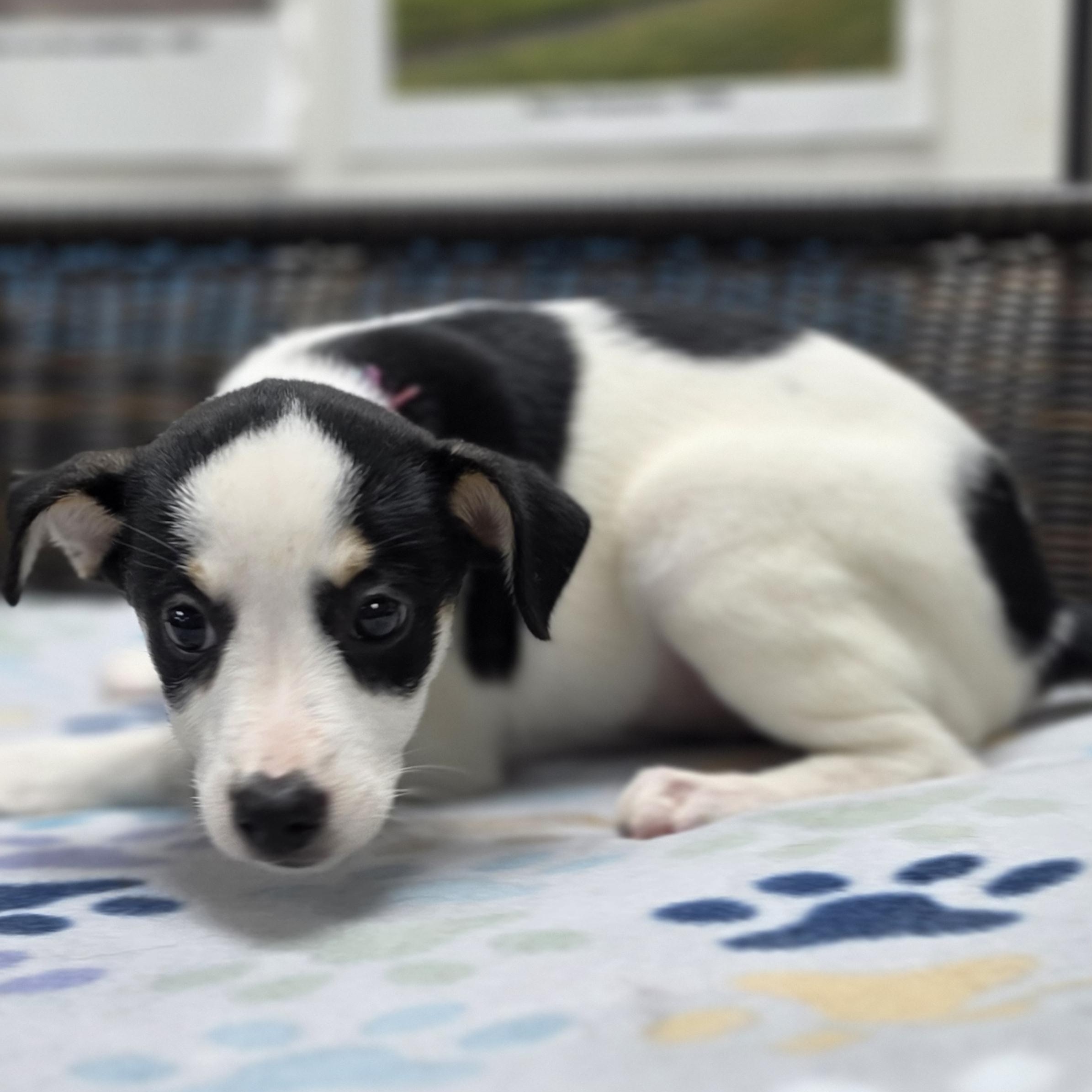 Enlarge Rory, a Adoptable mixed breed in Neillsville, WI image 2/4