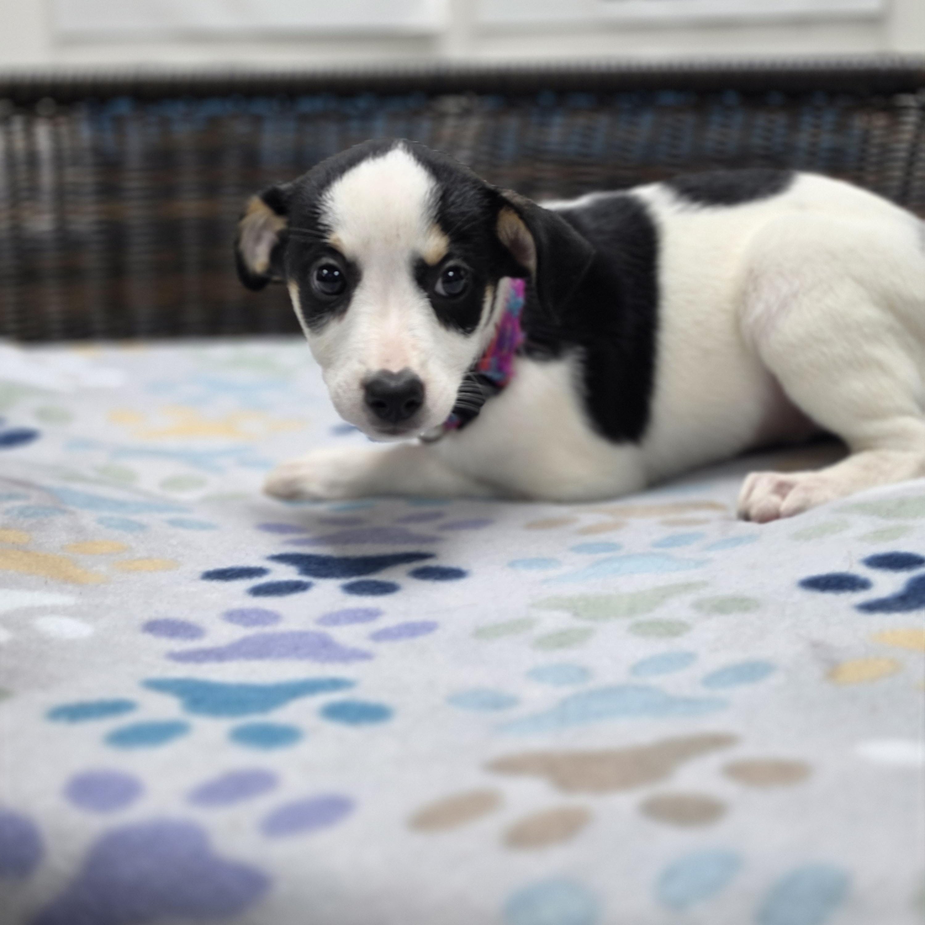 Rory, Adoptable, Puppy Female Rat Terrier & Border Collie.