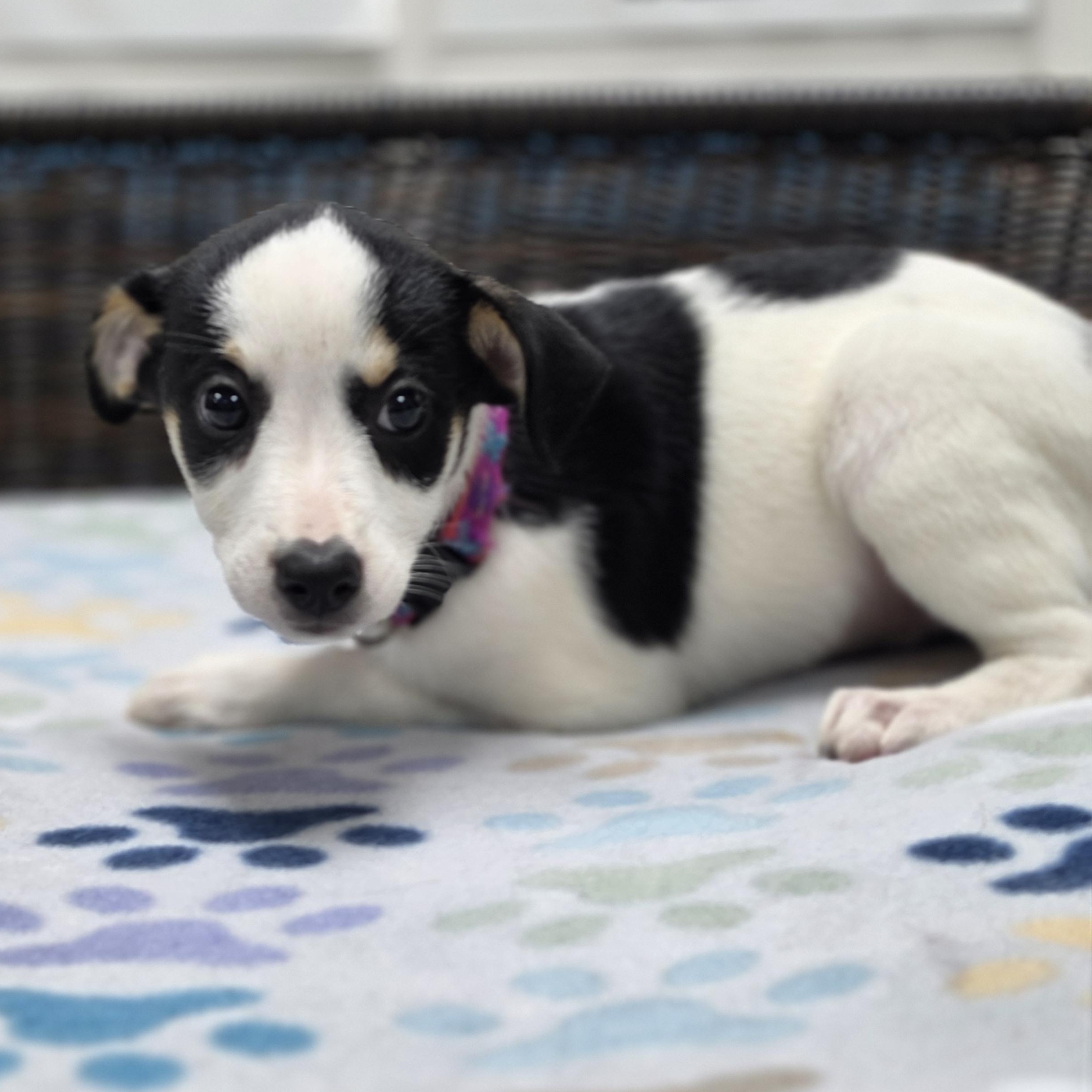 Enlarge Rory, a Adoptable mixed breed in Neillsville, WI image 1/4
