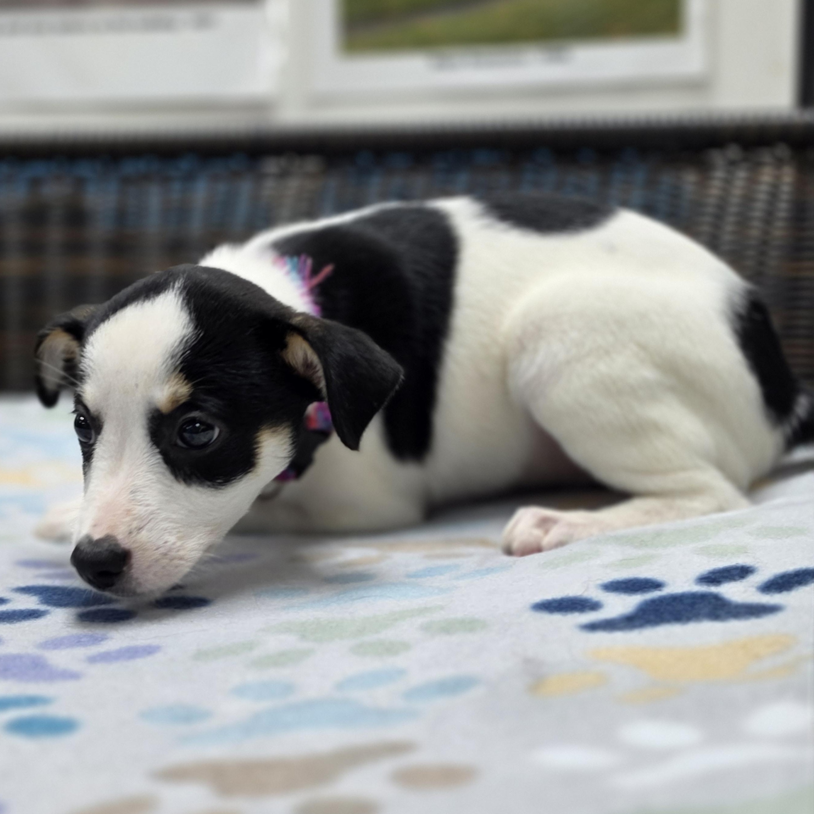 Enlarge Rory, a Adoptable mixed breed in Neillsville, WI image 3/4