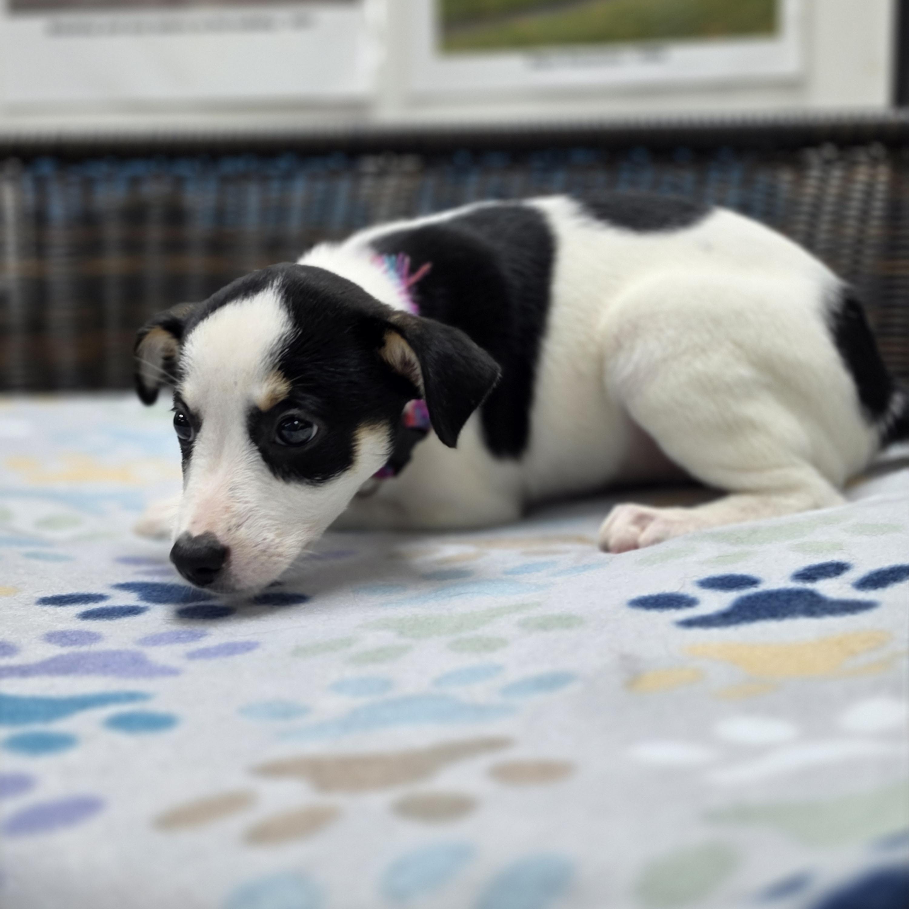 Enlarge Rory, a Adoptable mixed breed in Neillsville, WI image 3/4