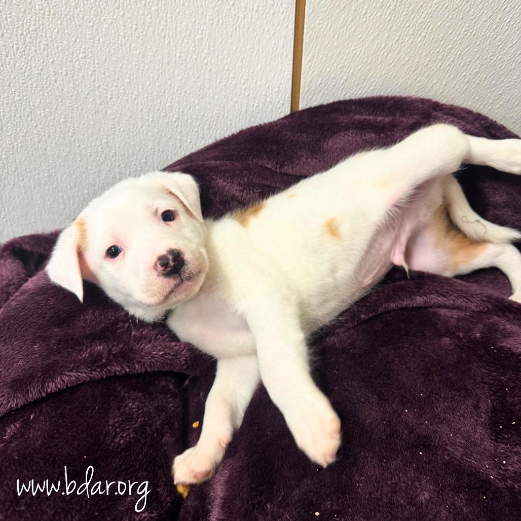 Peter, Adoptable, Puppy Male Australian Cattle Dog / Blue Heeler & Mixed Breed.