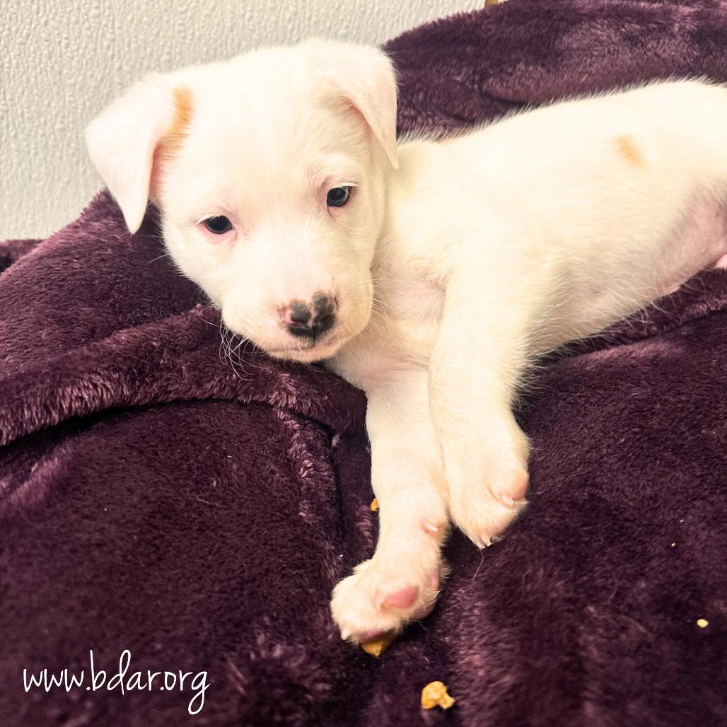 Enlarge Peter, a Adoptable mixed breed in Cheyenne, WY image 2/2