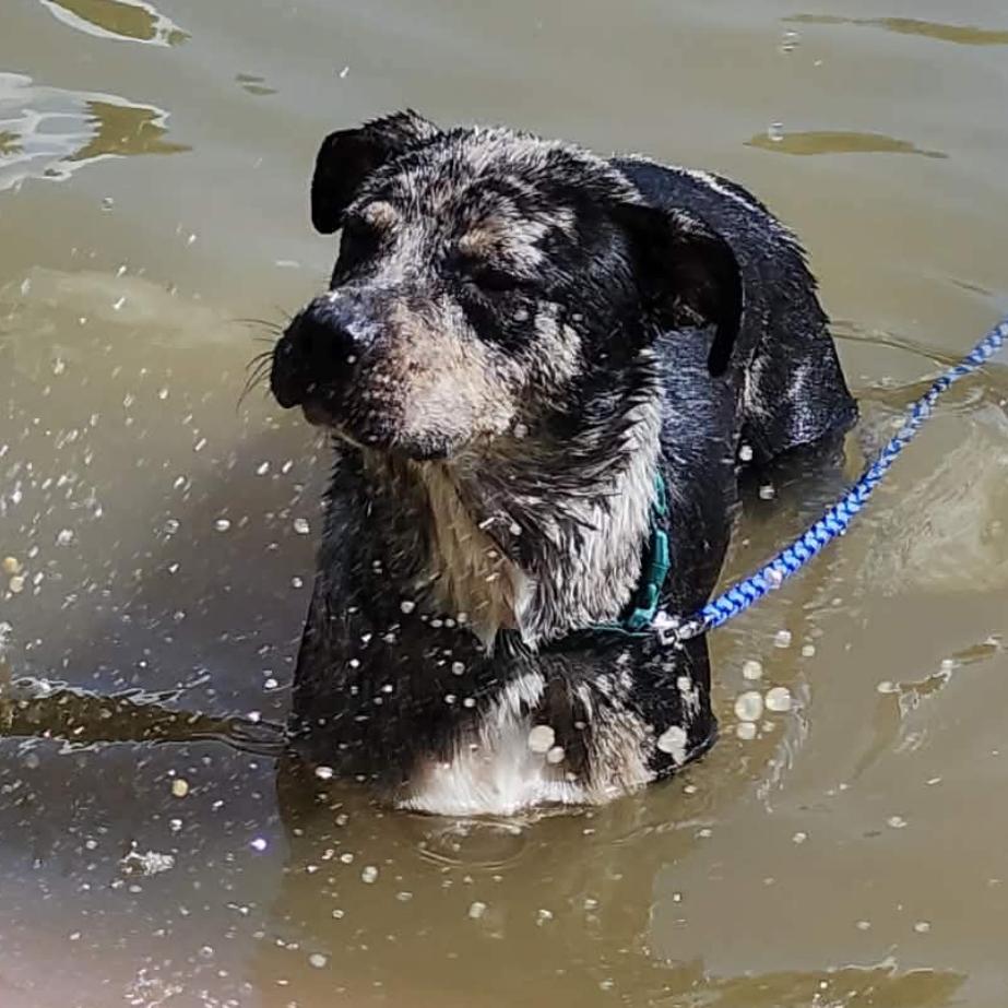 Fez, Adoptable, Adult Male Australian Cattle Dog / Blue Heeler & Terrier.