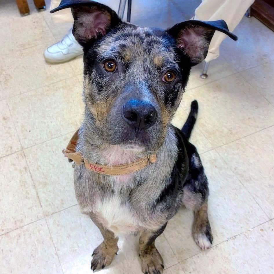 Enlarge Fez, a Adoptable mixed breed in Little Rock, AR image 2/6