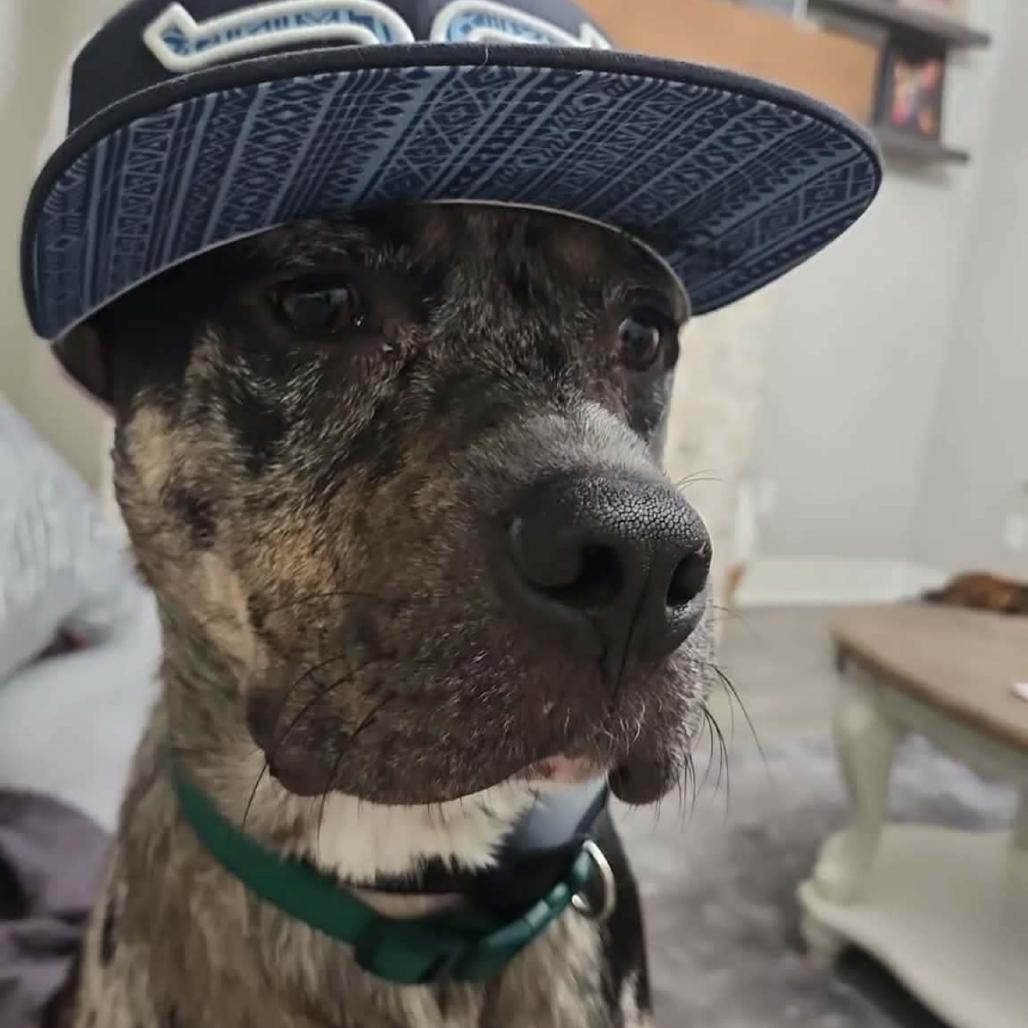Enlarge Fez, a Adoptable mixed breed in Little Rock, AR image 3/6