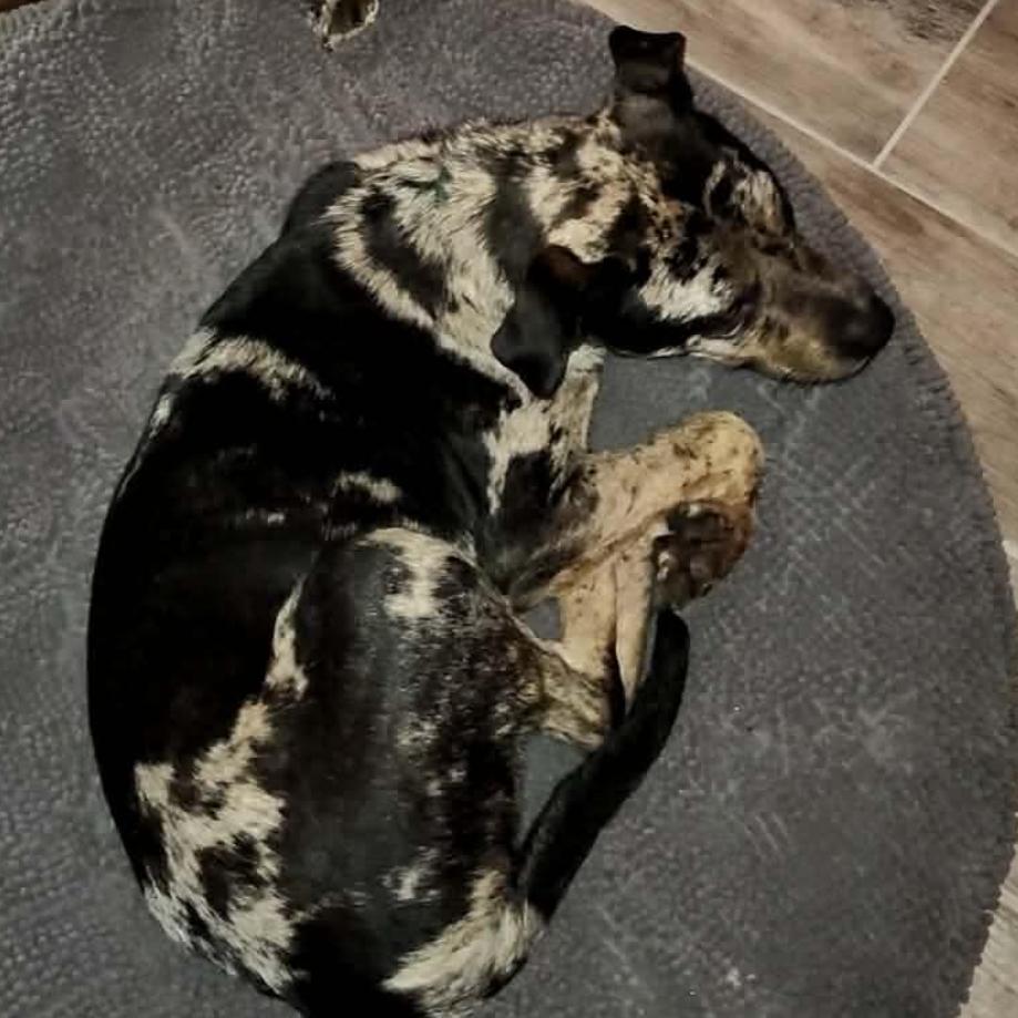 Enlarge Fez, a Adoptable mixed breed in Little Rock, AR image 6/6