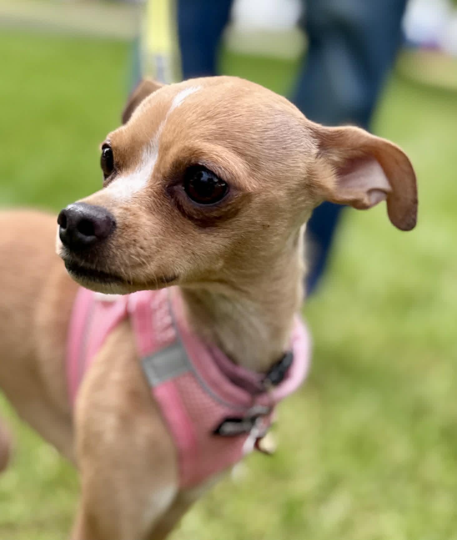 Enlarge Dream, a Adoptable Chihuahua in Covington, WA image 4/6