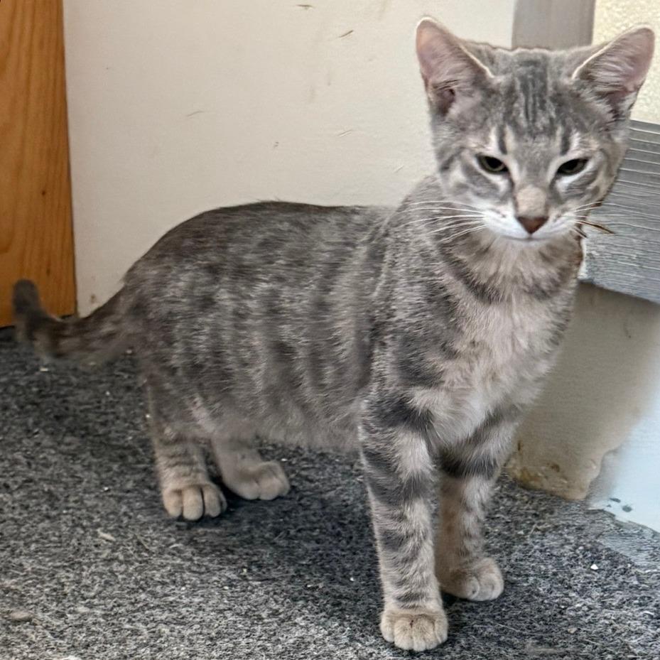 Lola, Adoptable, Young Female Domestic Short Hair.