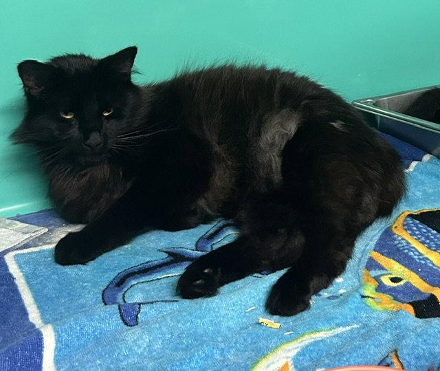 Enlarge Marcus 1 year AVAILABLE 5/21, a Adopted Mixed Breed in Sterling, MA image 1/1