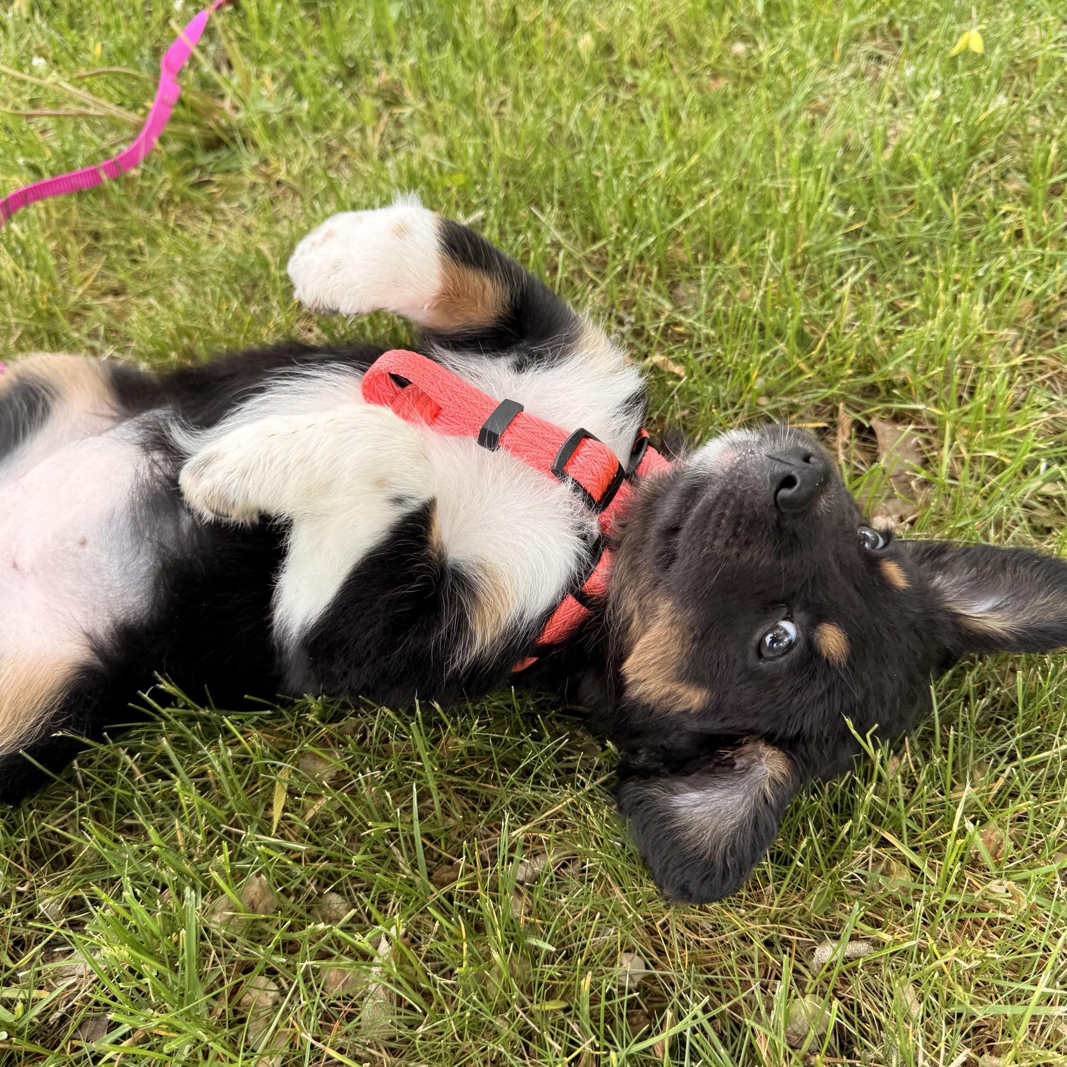 Gracie, an adopted mixed breed in Prior Lake, MN image 6/6