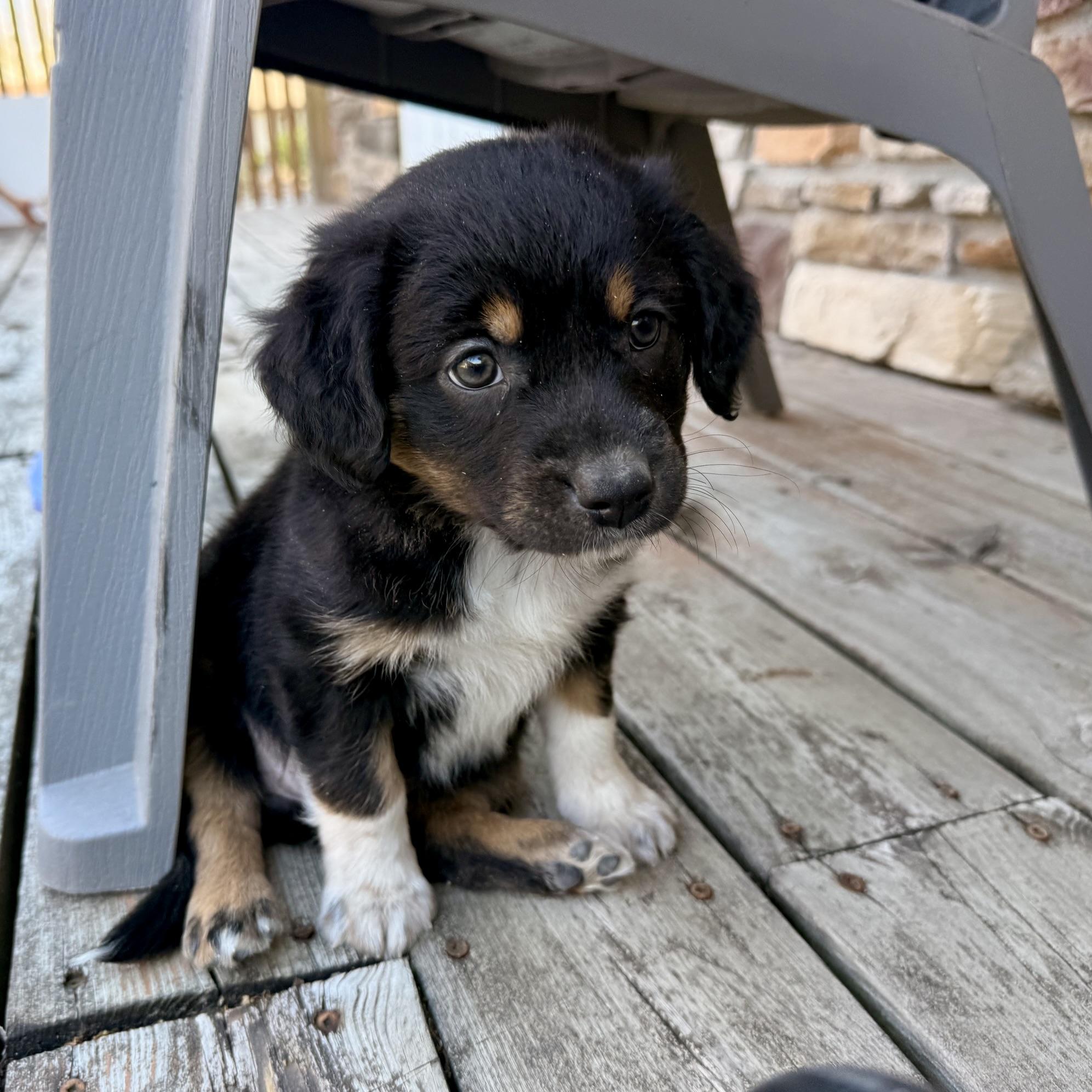 Gracie, an adopted mixed breed in Prior Lake, MN image 3/6