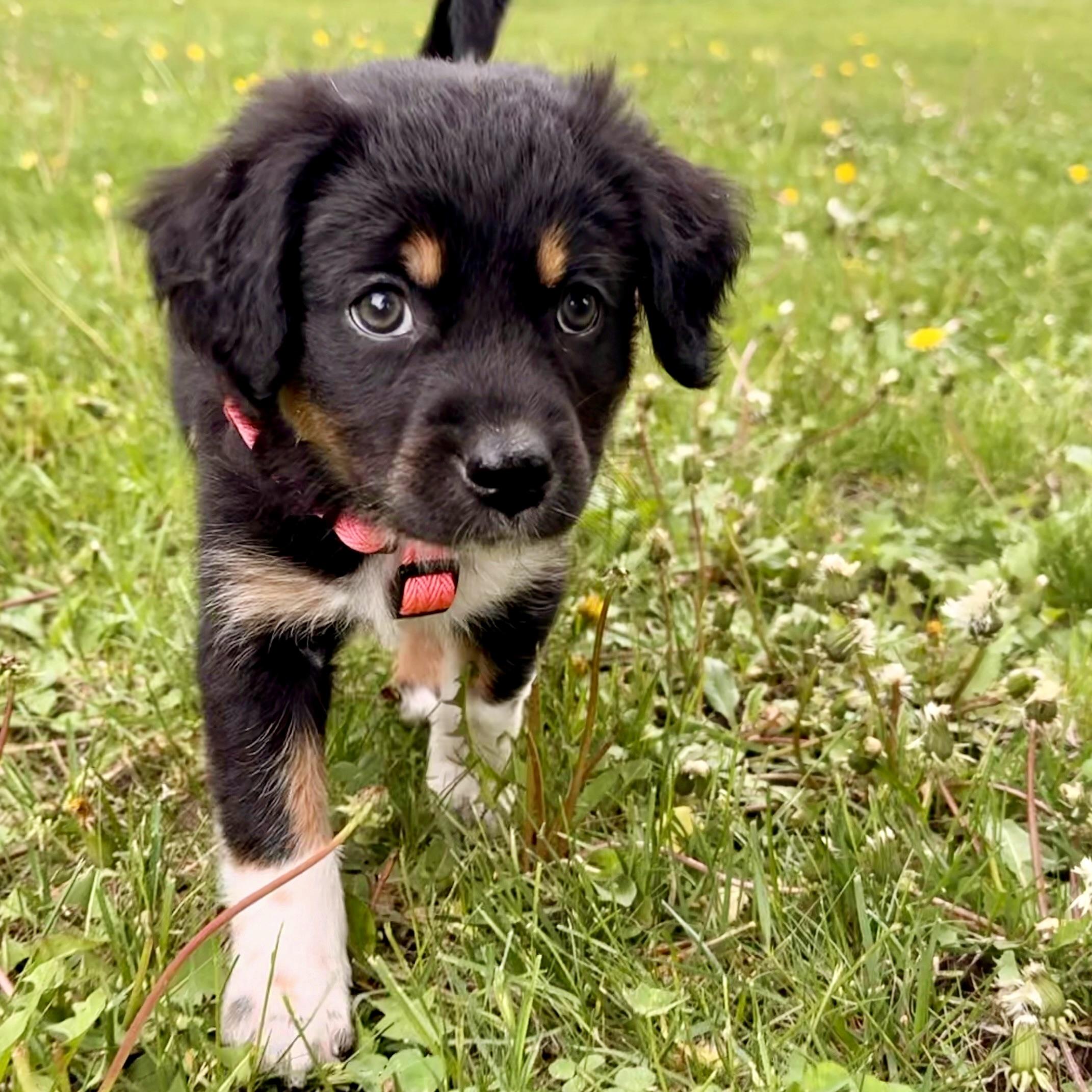 Gracie, an adopted mixed breed in Prior Lake, MN image 5/6